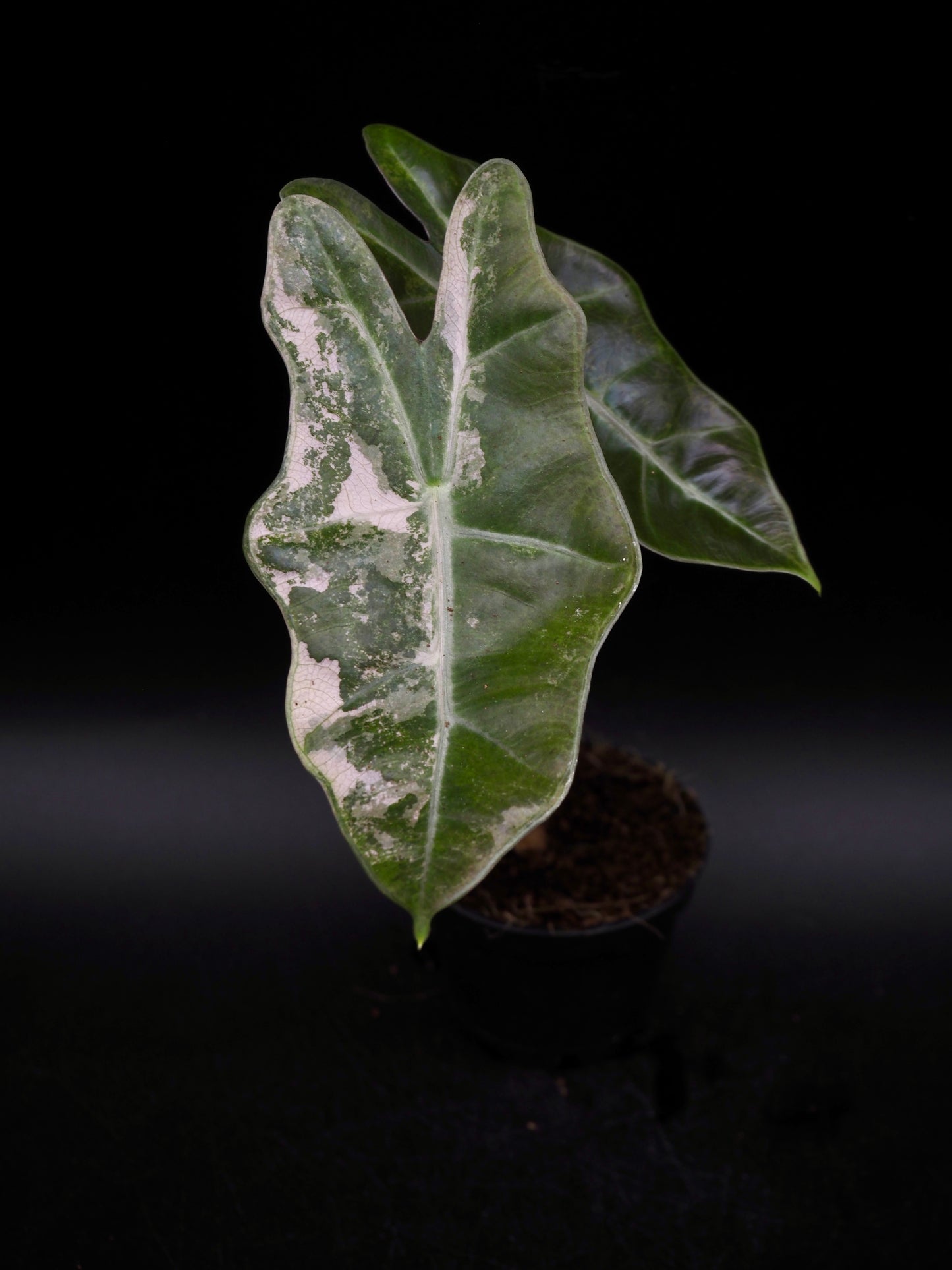Alocasia Pseudo Sanderiana Pink