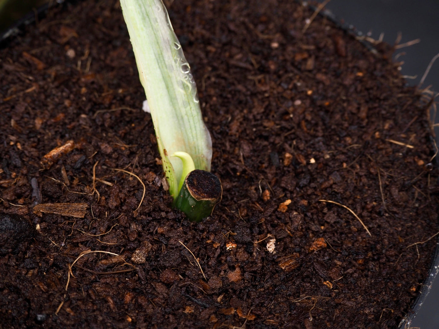 Philodendron Melanochrysum Bonfire