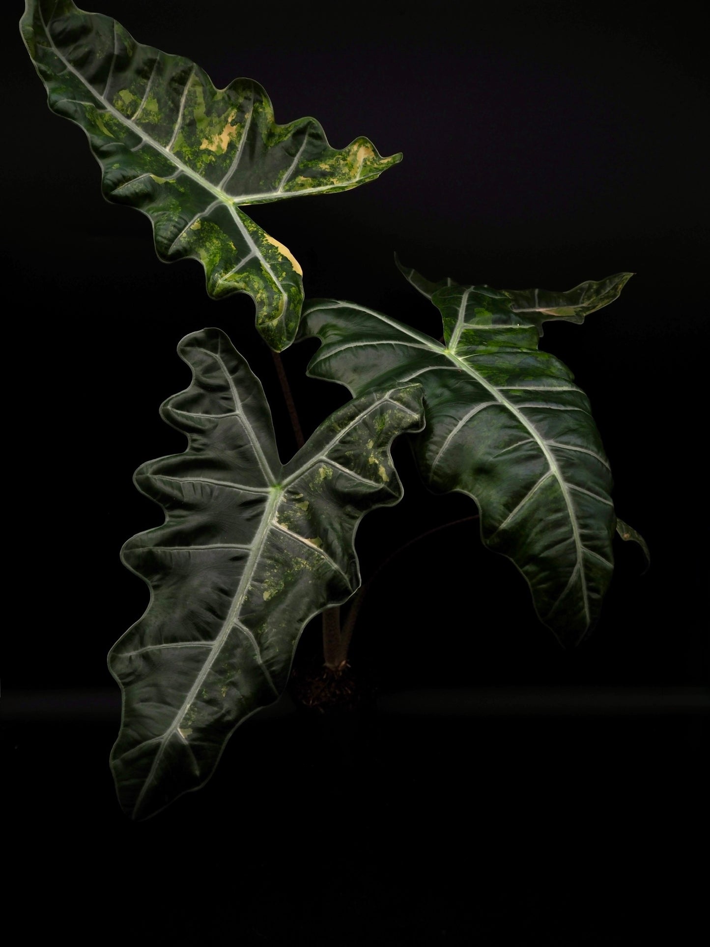 Alocasia Pseudo Sanderian Aurea