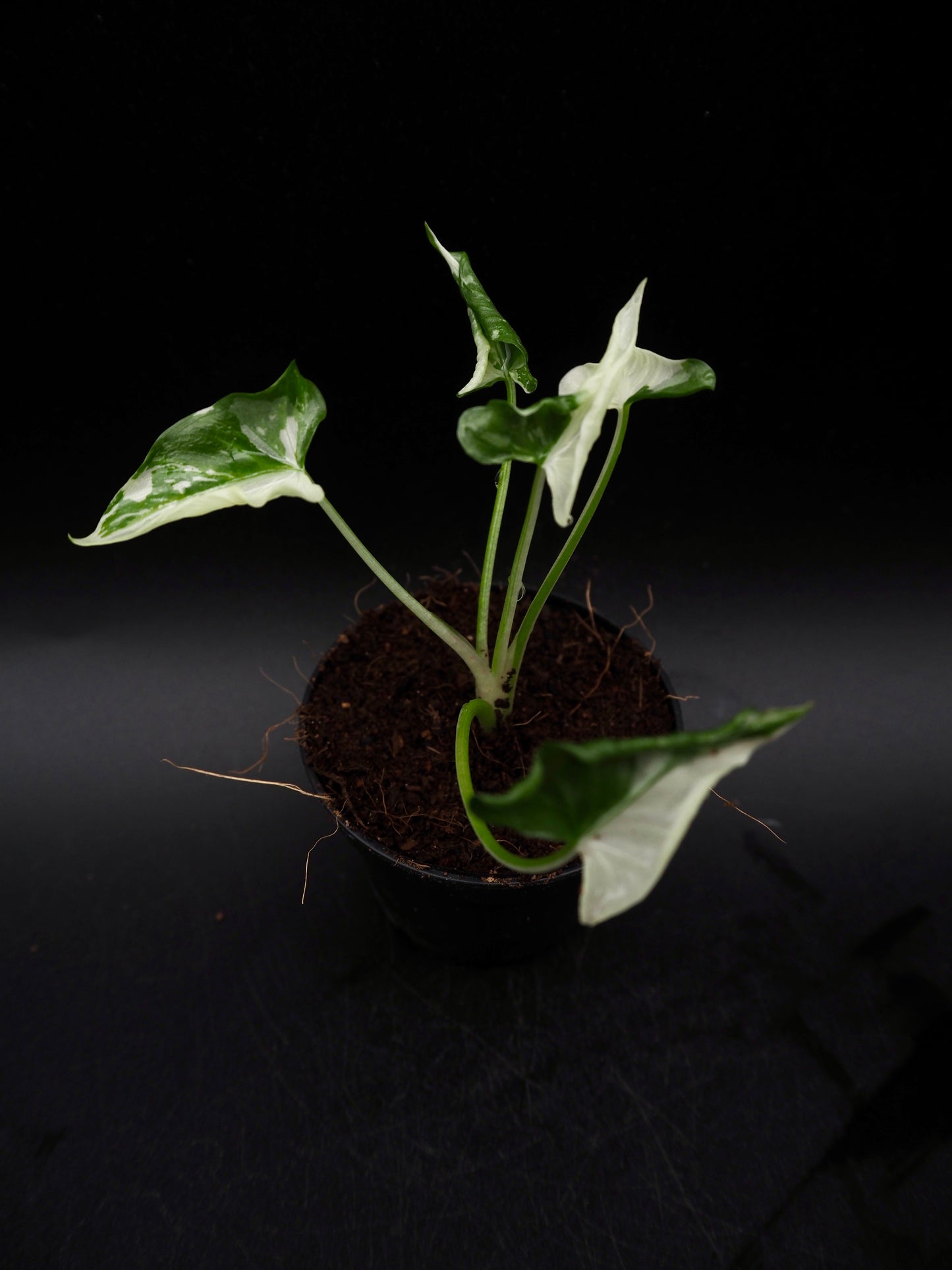 Alocasia Triangularis Albo