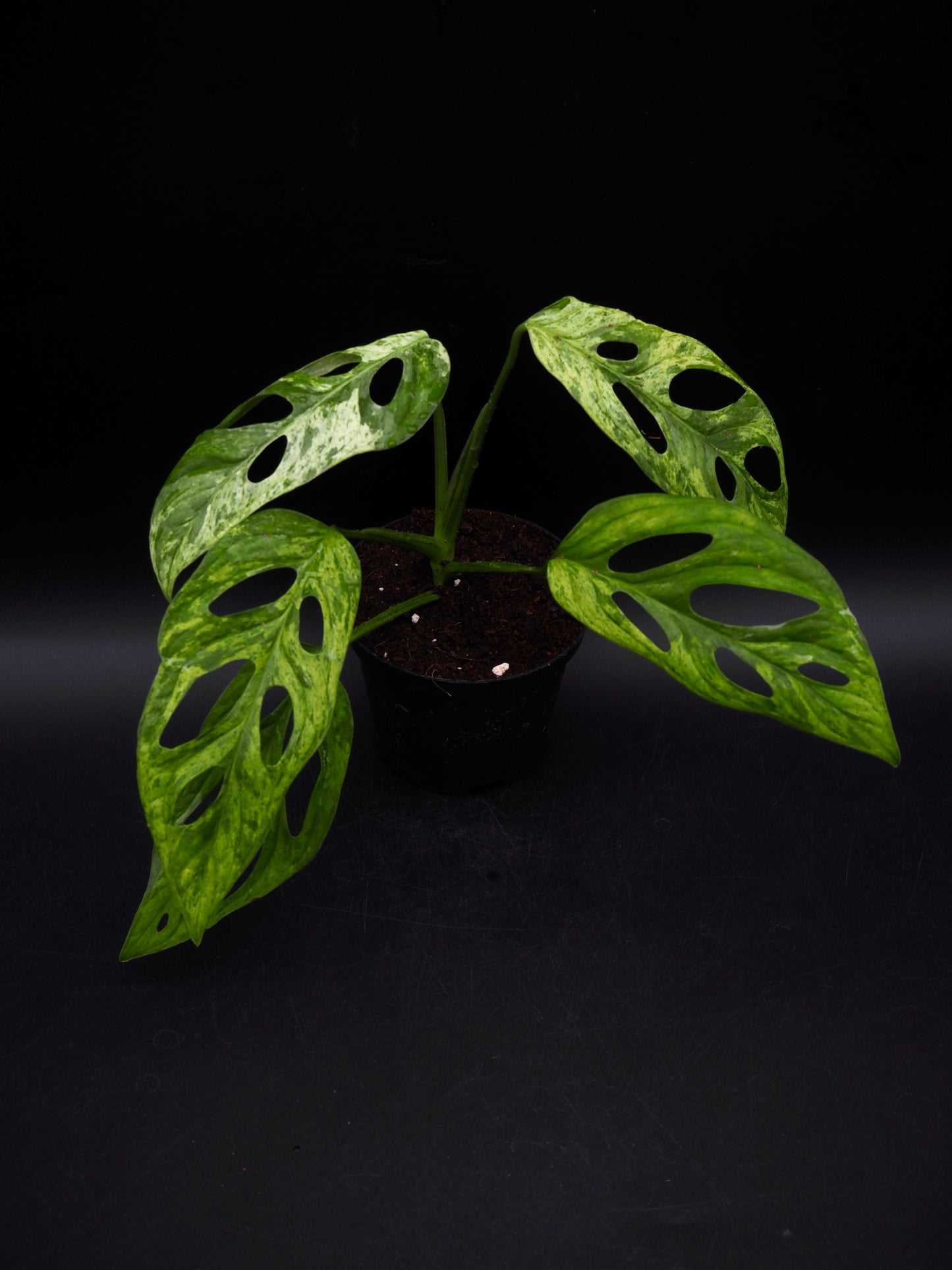 Monstera Adansonii Marbre indonésien