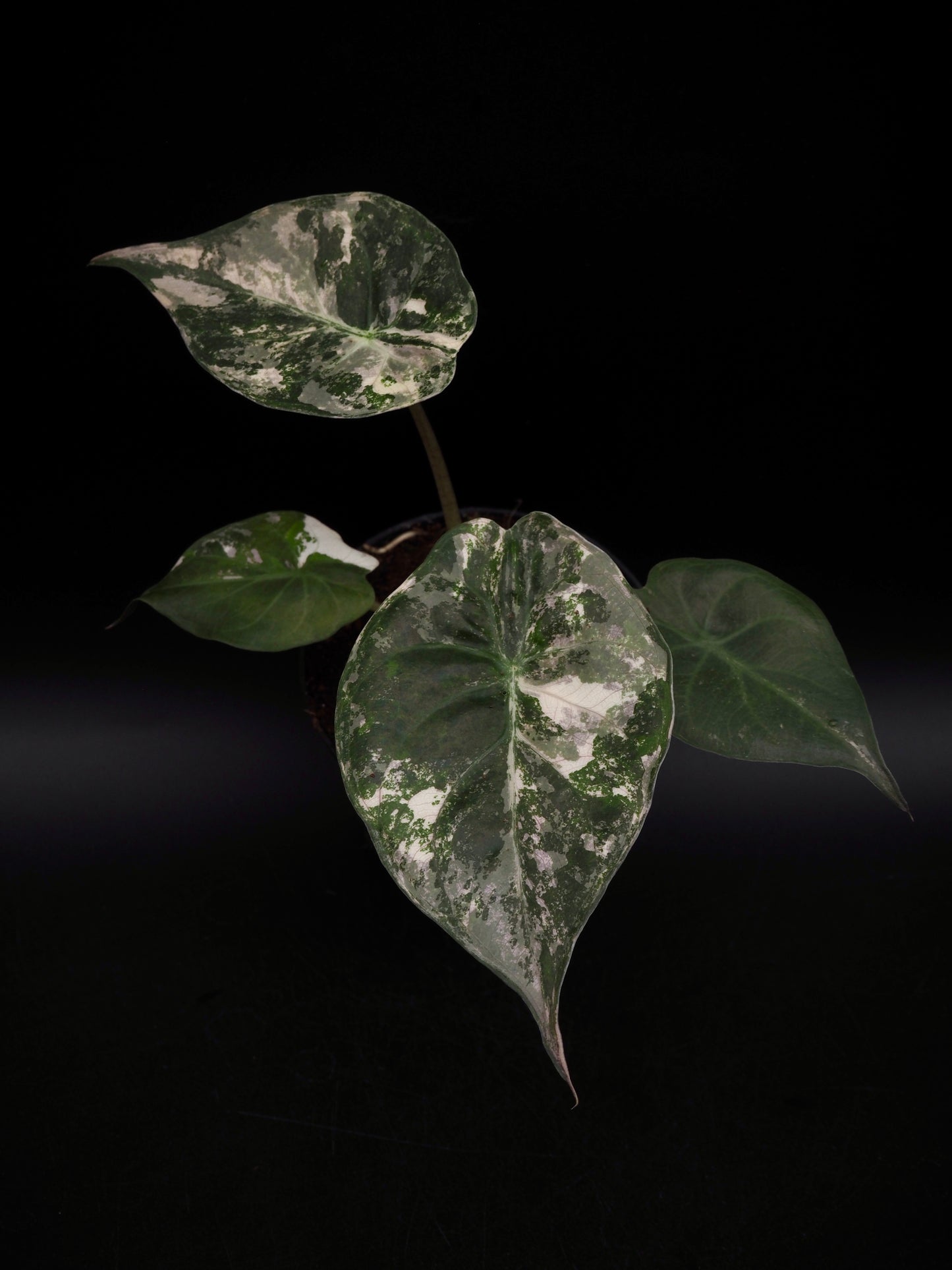 Alocasia Wentii Albo/Pink
