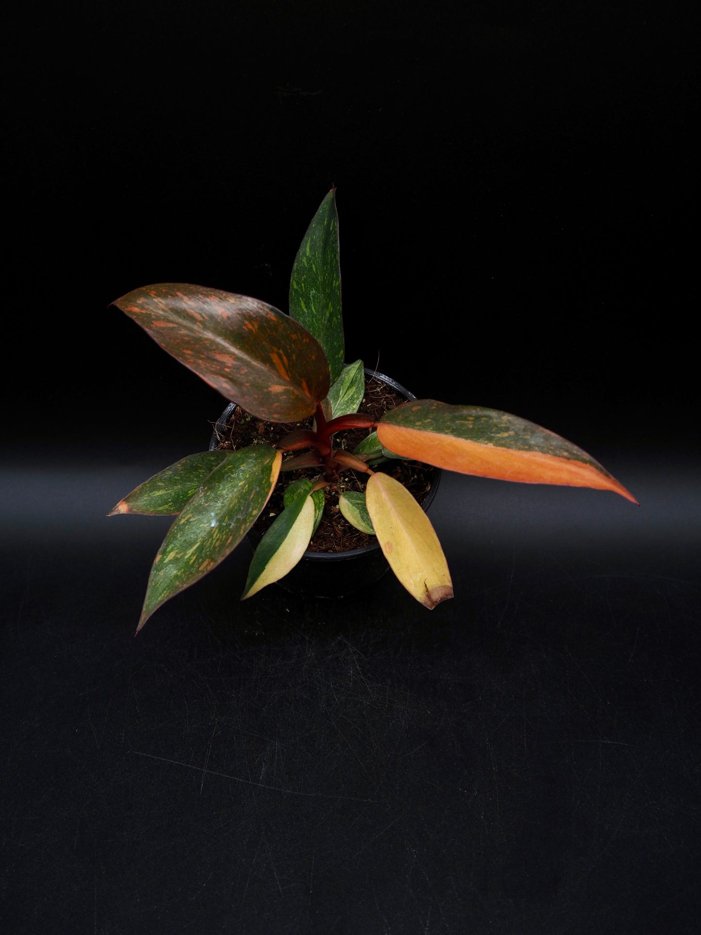 Philodendron Orange Princess Galaxy