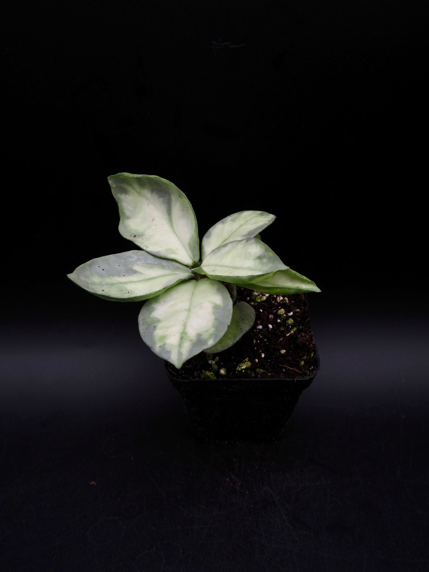 Hoya Argentea Princess