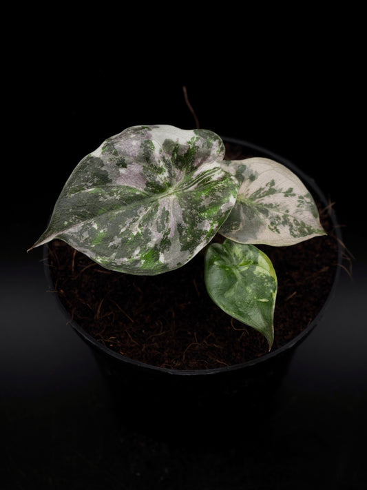 Alocasia Wentii Albo/Pink