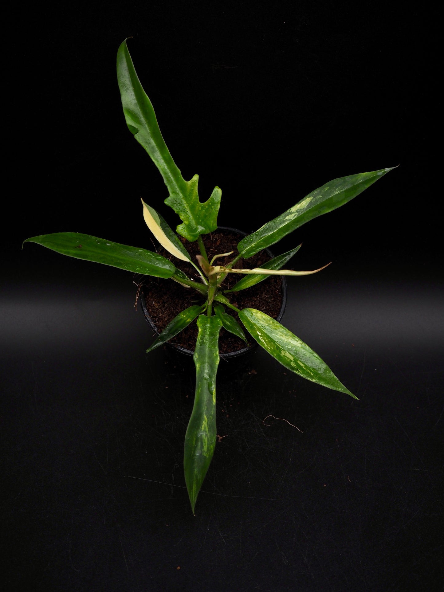 Philodendron Florida Beauty X Tortum Aurea Variegata