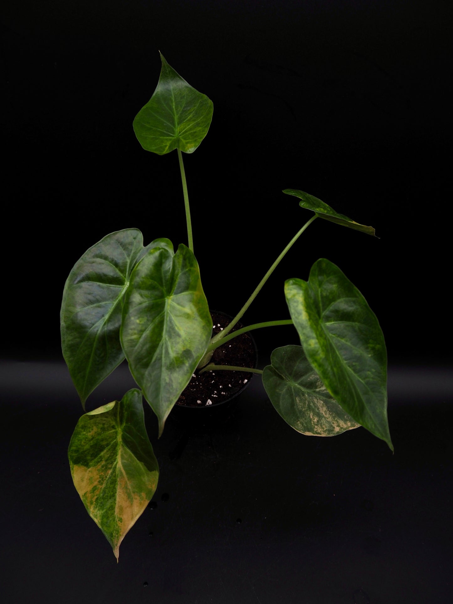 Alocasia Wentii Sunset Aurea