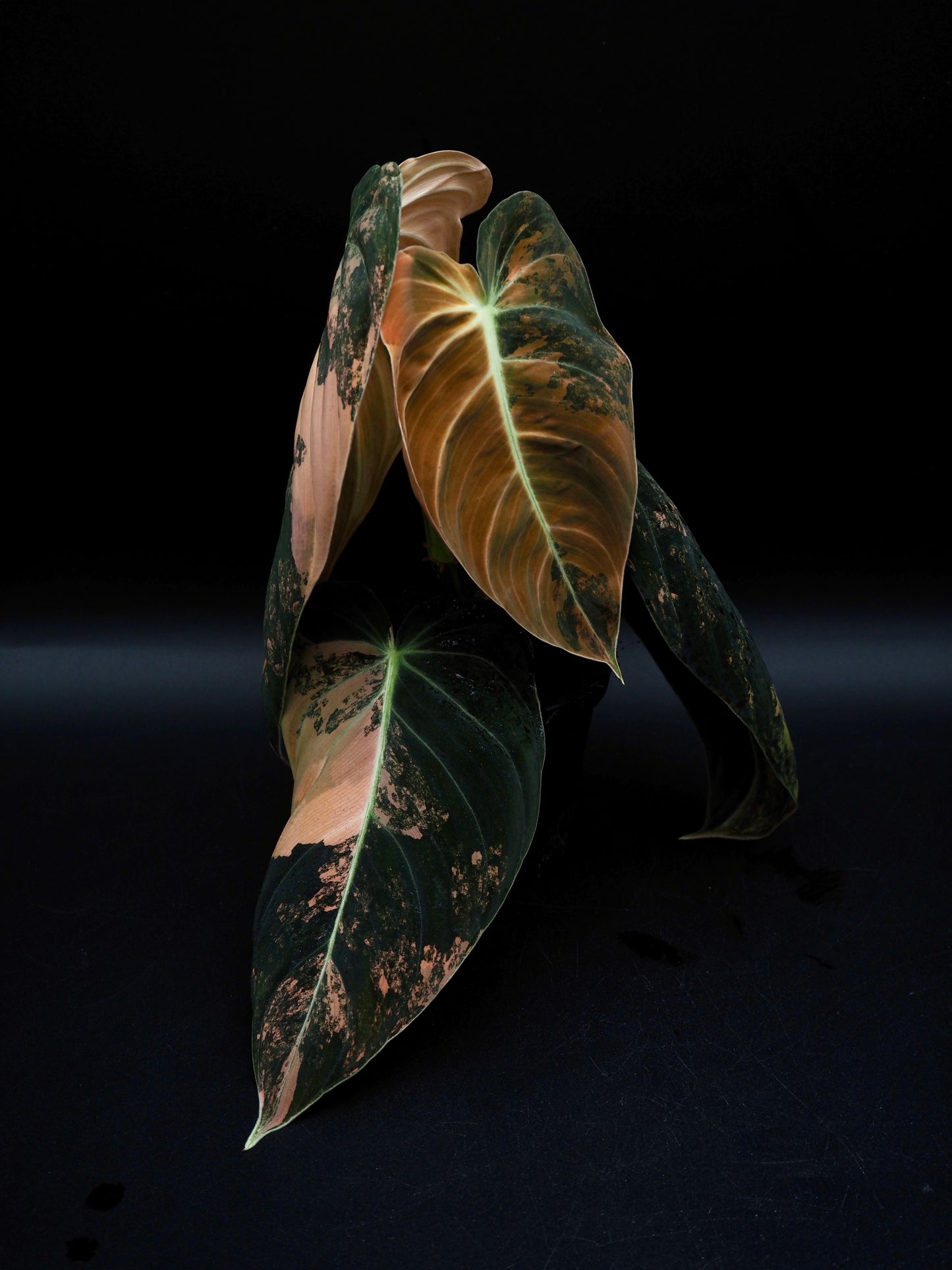 Philodendron Melanochrysum Bonfire