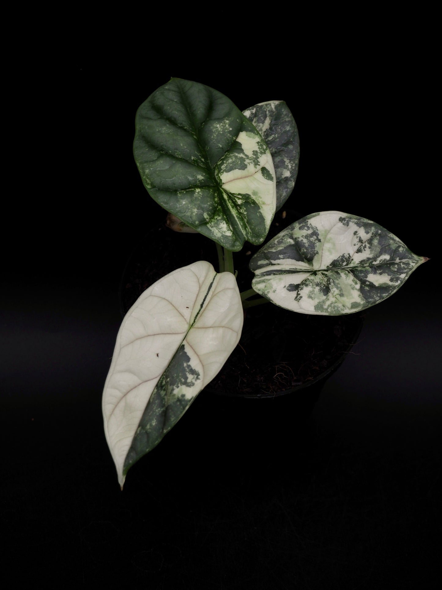 Alocasia Silver Dragon Albo