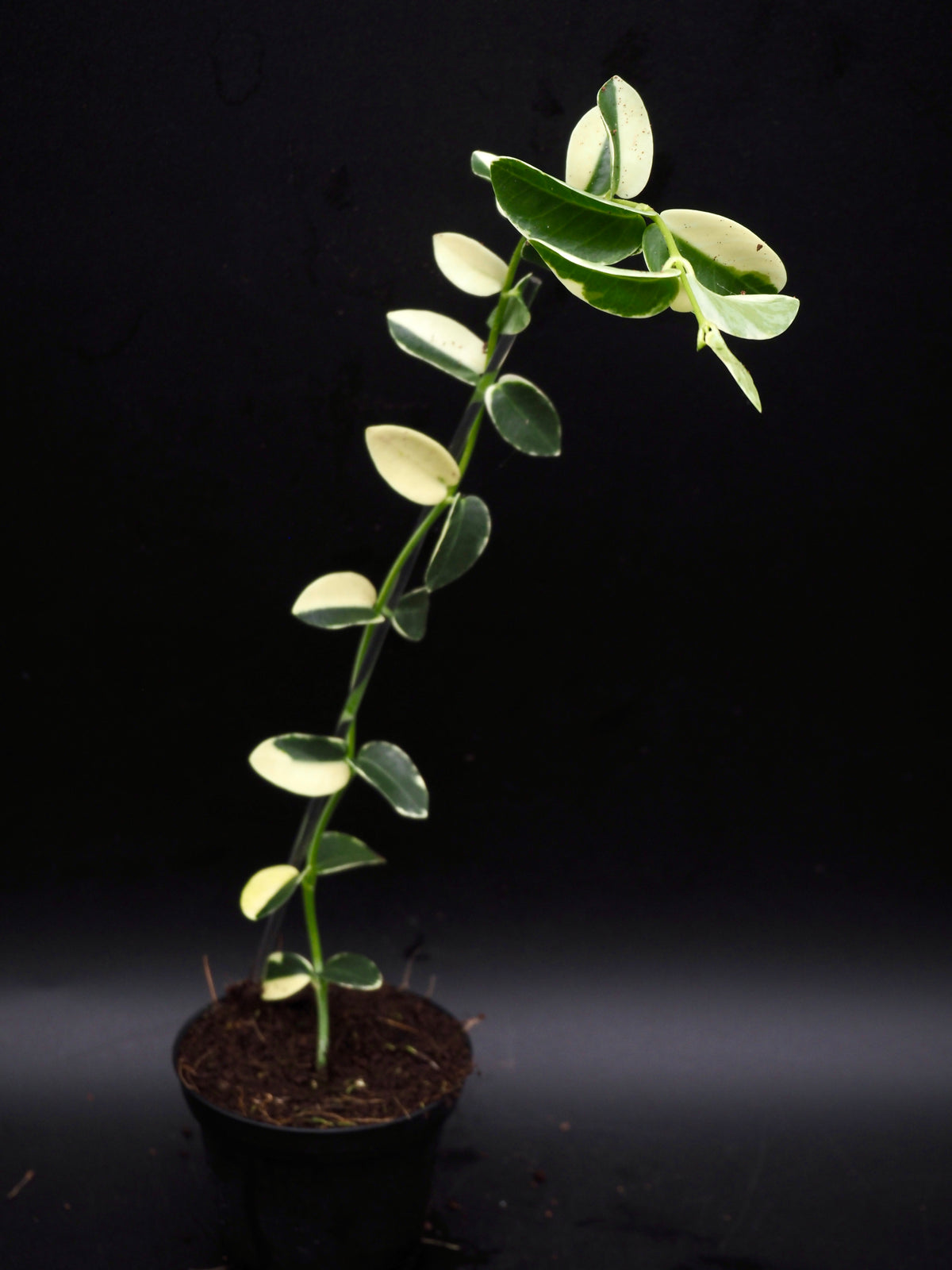 Hoya Cummingiana Variegata