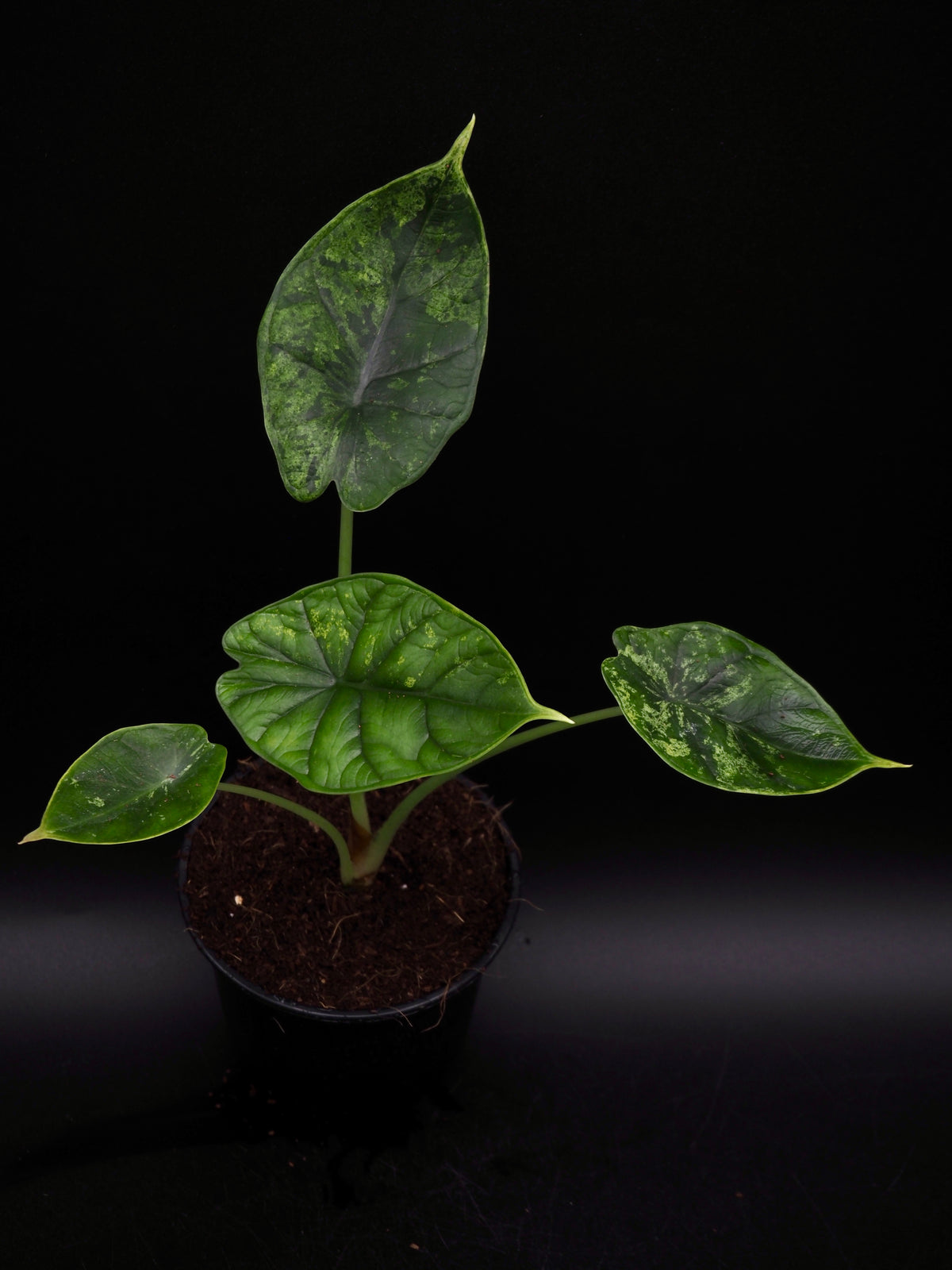 Alocasia Dragon Scale Mint Variegata