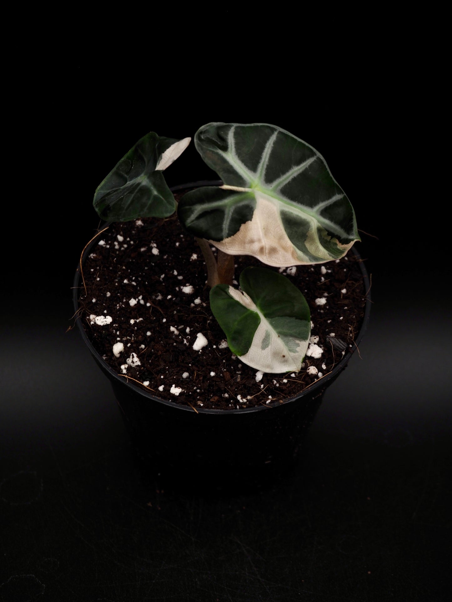 Alocasia Baloon Heart Pink