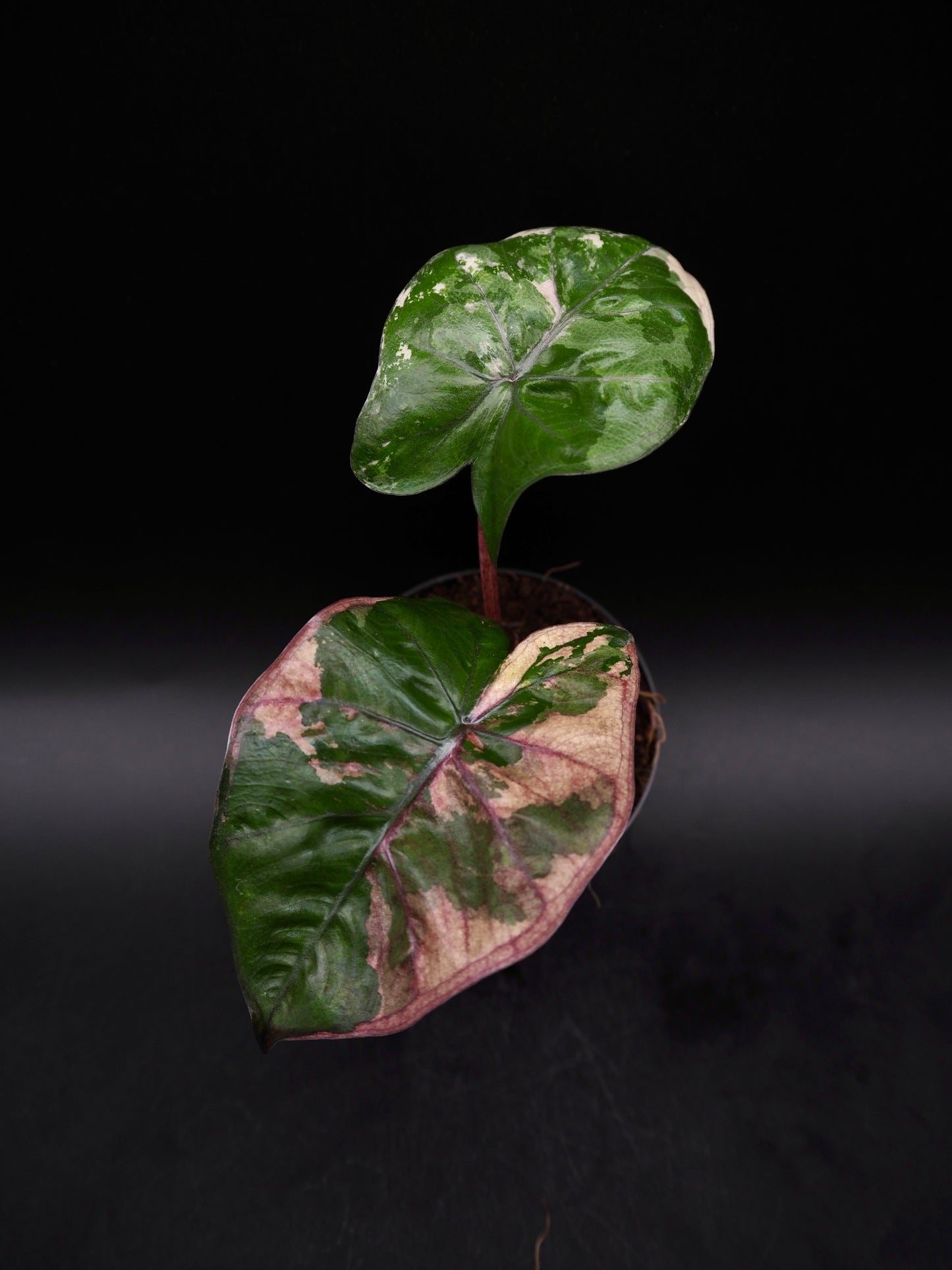 Alocasia Yucatan Princess Pink