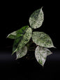 Alocasia Dragon Scale Menthe Variegata