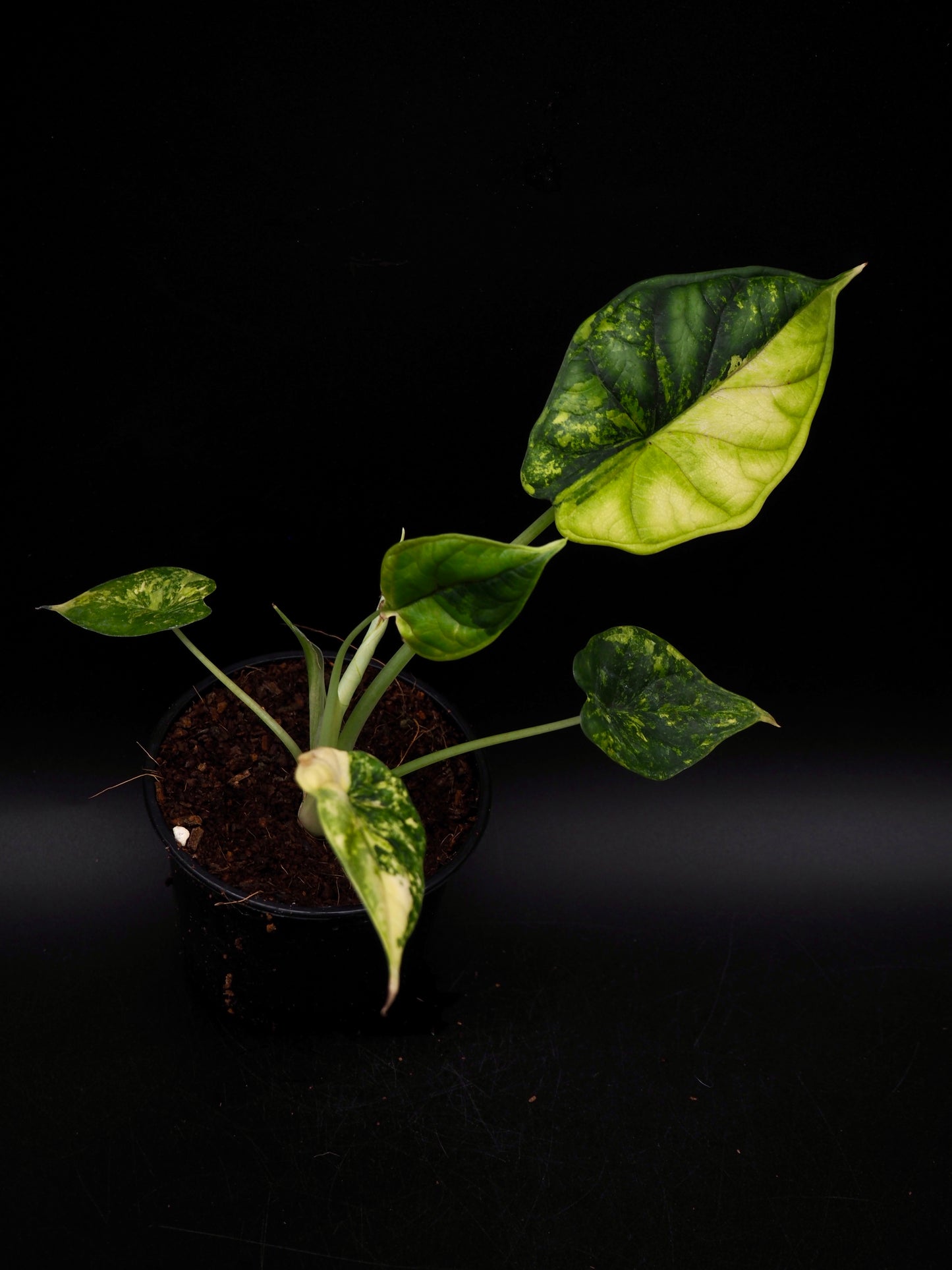 Alocasia Dragon Scale Aurea