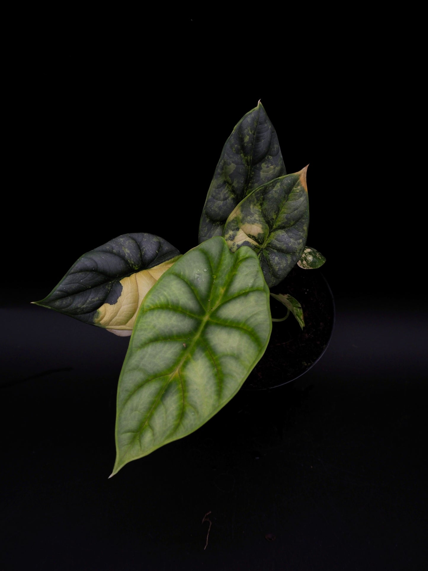 Alocasia Silver Dragon Aurea