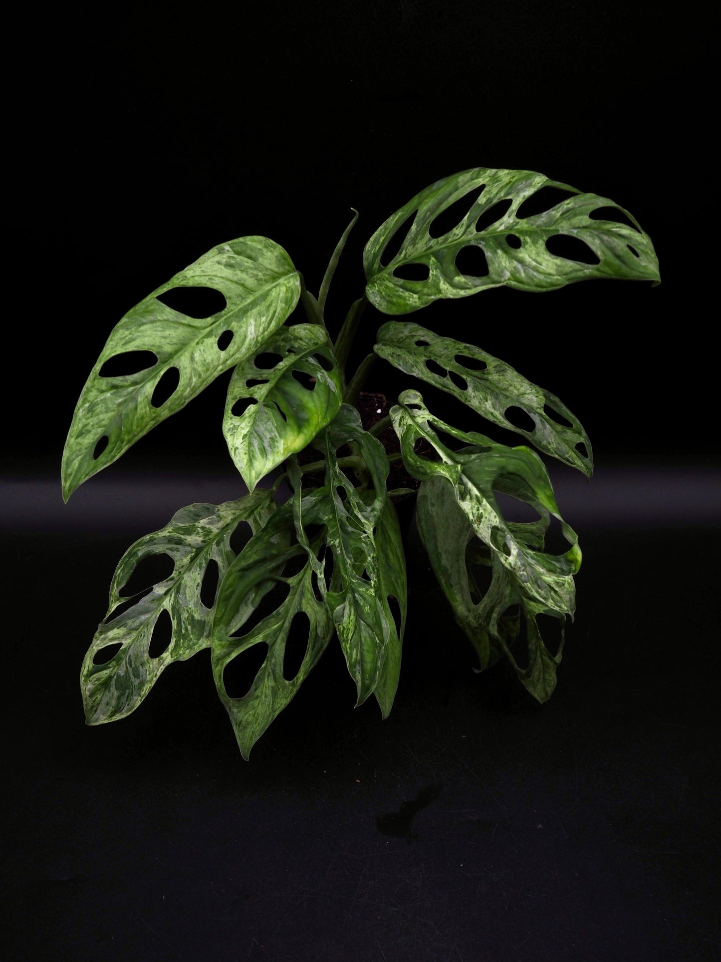 Monstera Adansonii Marbre indonésien