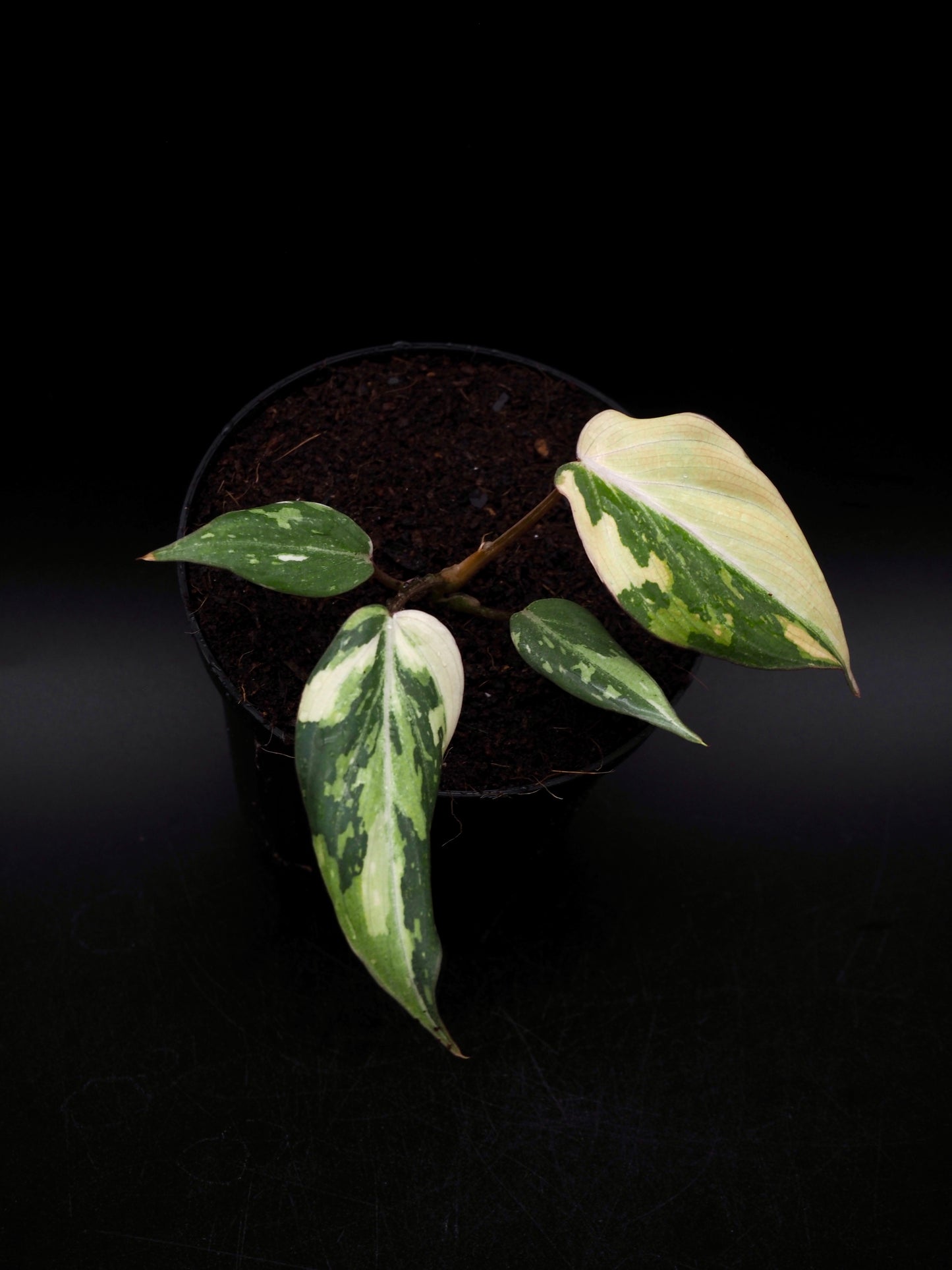 Philodendron Gloriosum Tricolor