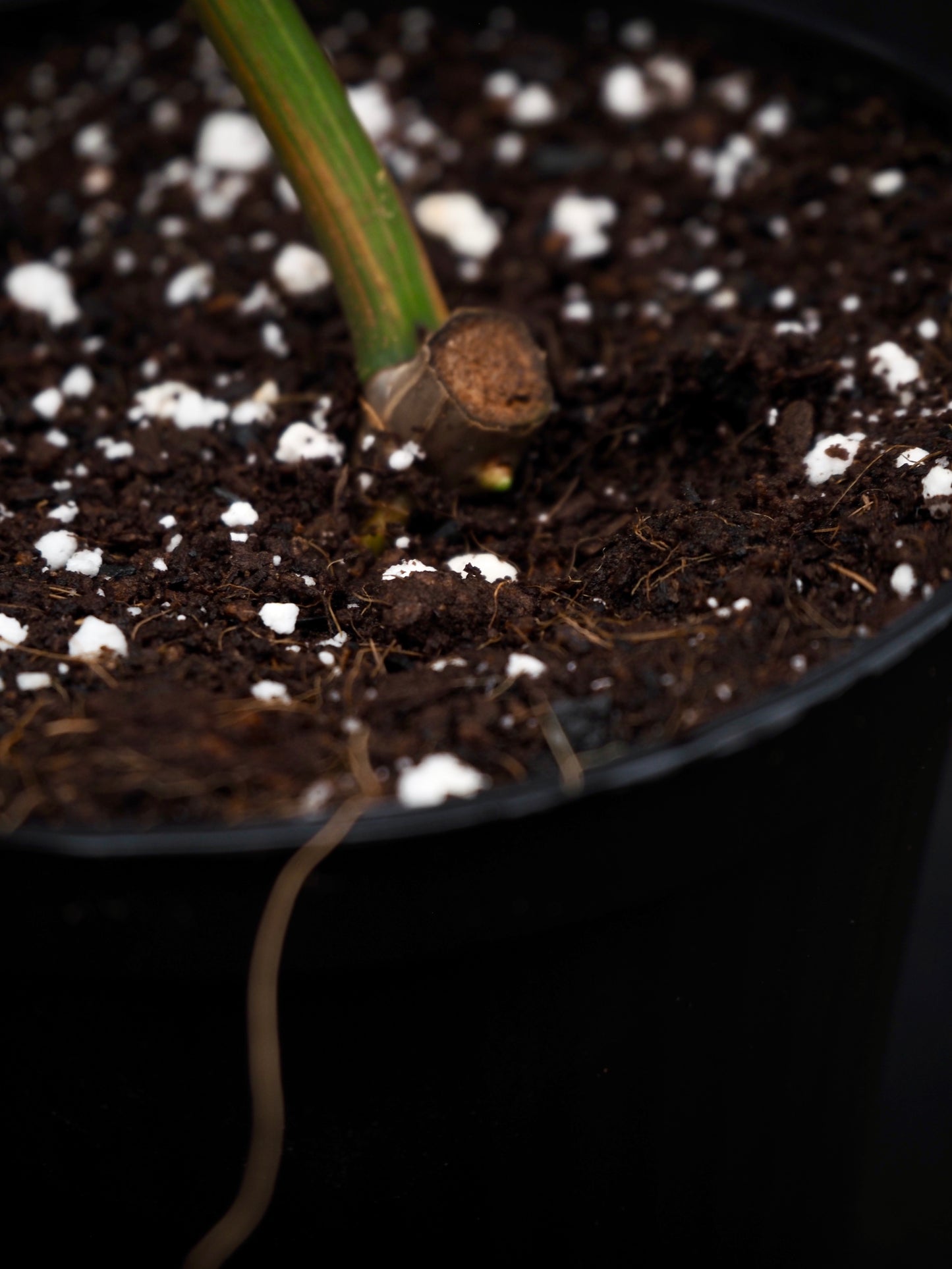 Philodendron Florida Beauty x Billitiea (Jennifer)