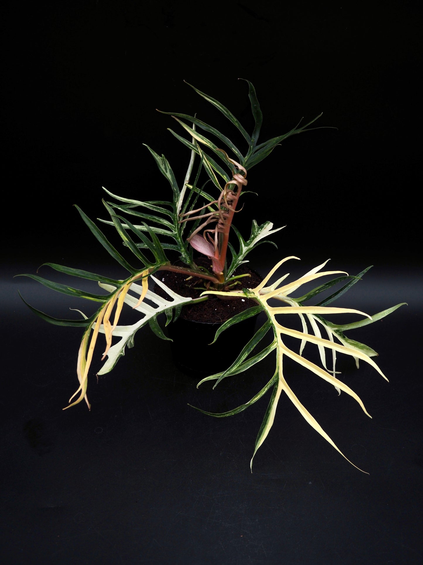 Philodendron Tortum Aurea