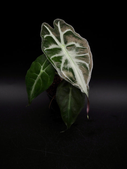 Alocasia Venom S