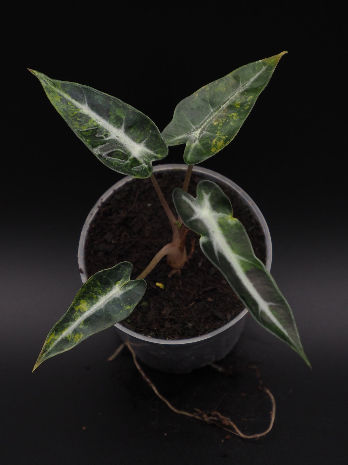 Alocasia Bambi Aurea