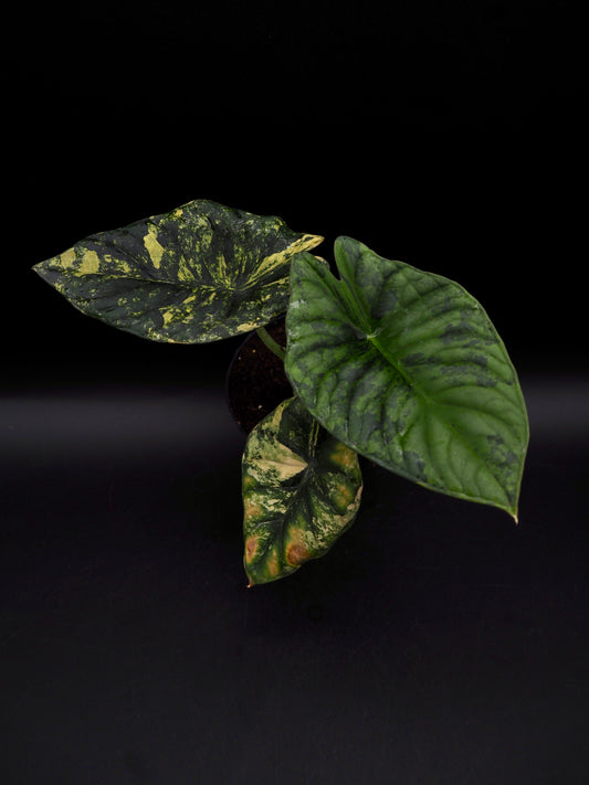 Alocasia Nebula Aurea