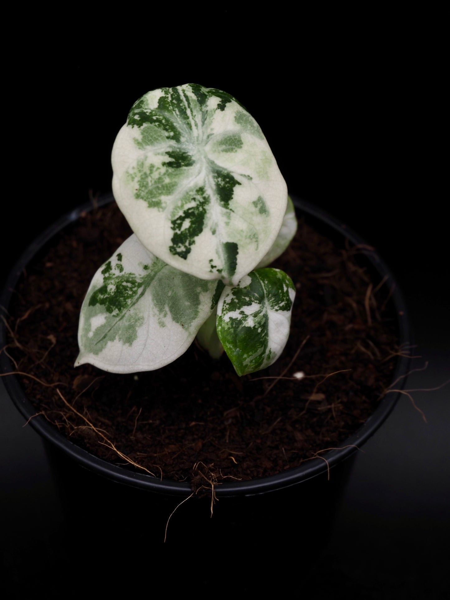 Alocasia Ninja Albo