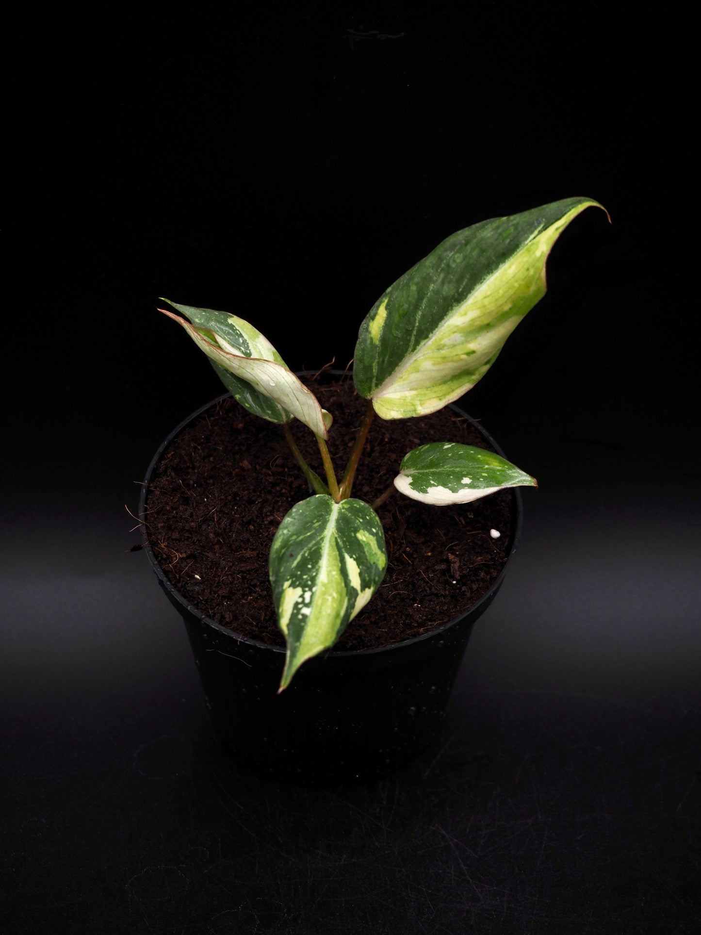 Philodendron Gloriosum Tricolor