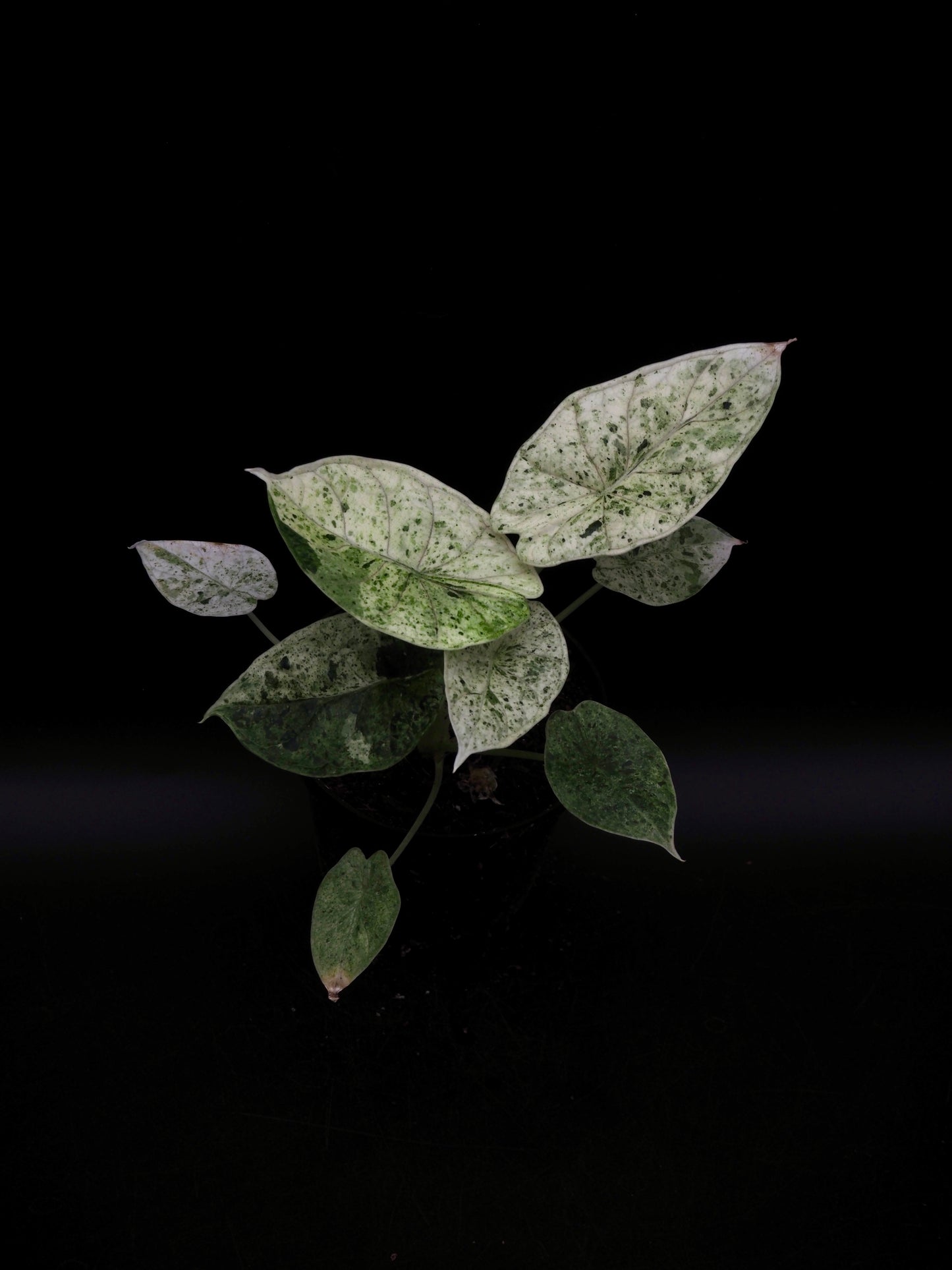 Alocasia Dragon Scale Menthe Variegata