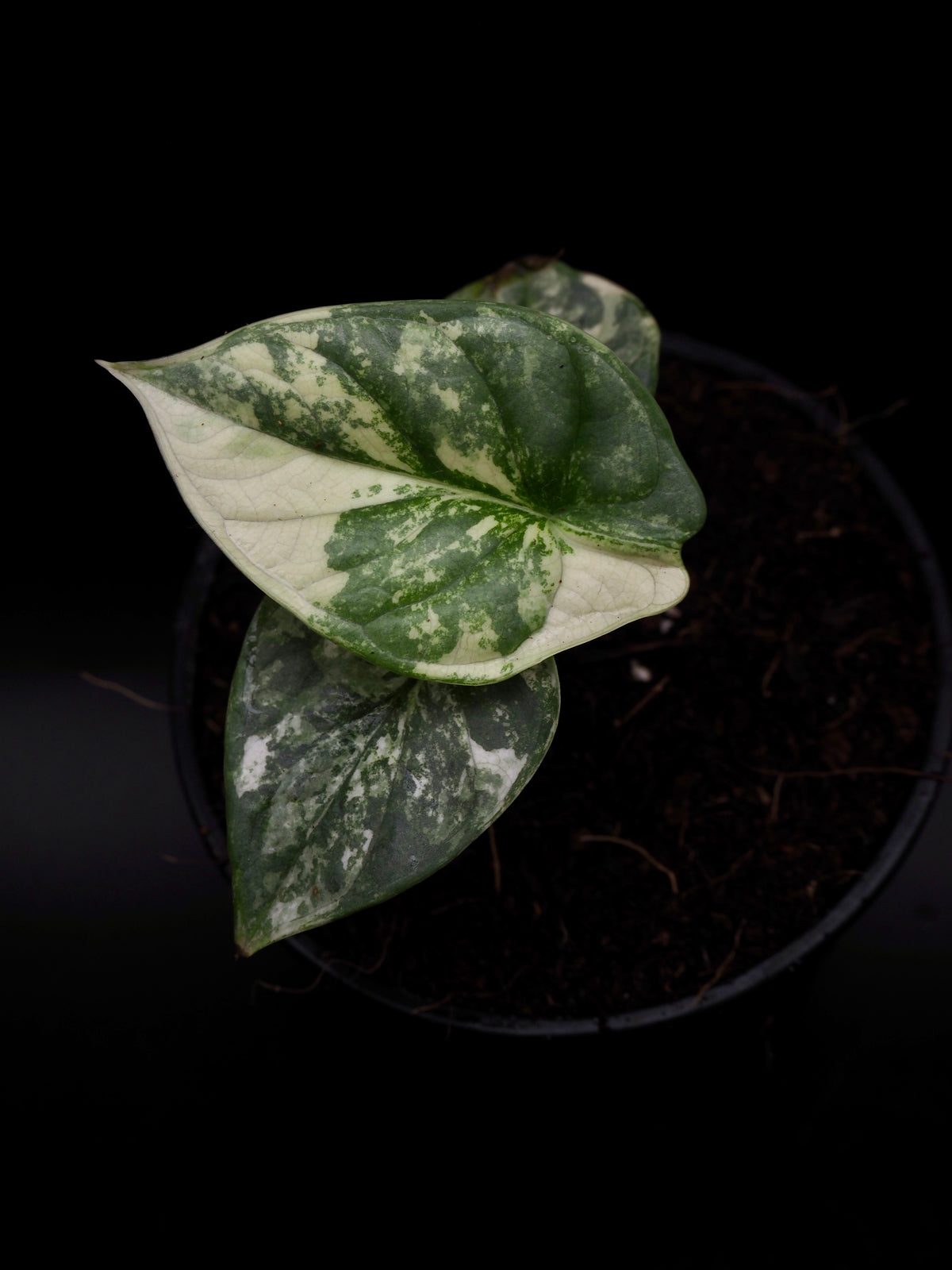 Alocasia Silver Dragon Albo