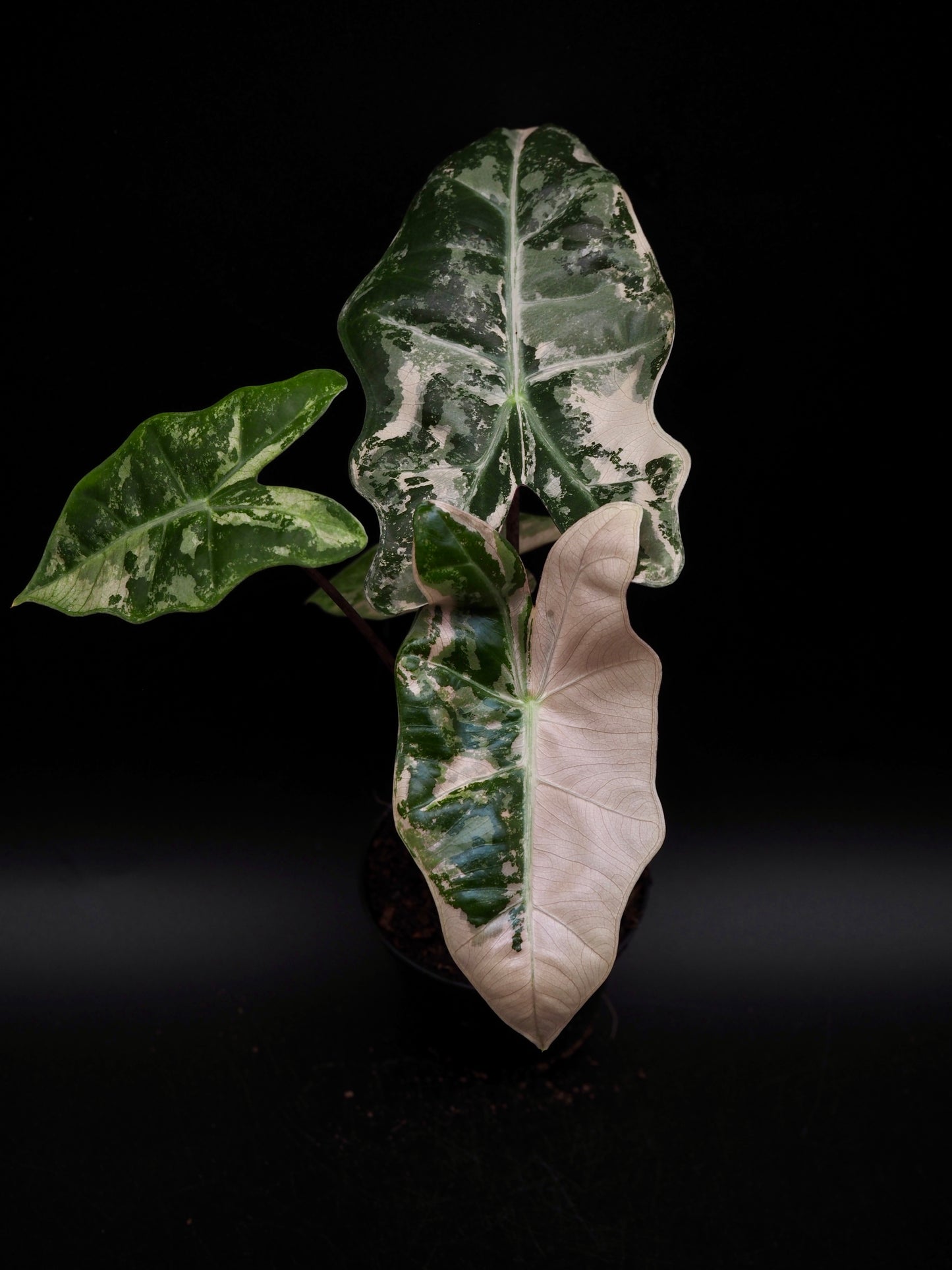 Alocasia Pseudo Sanderiana Pink