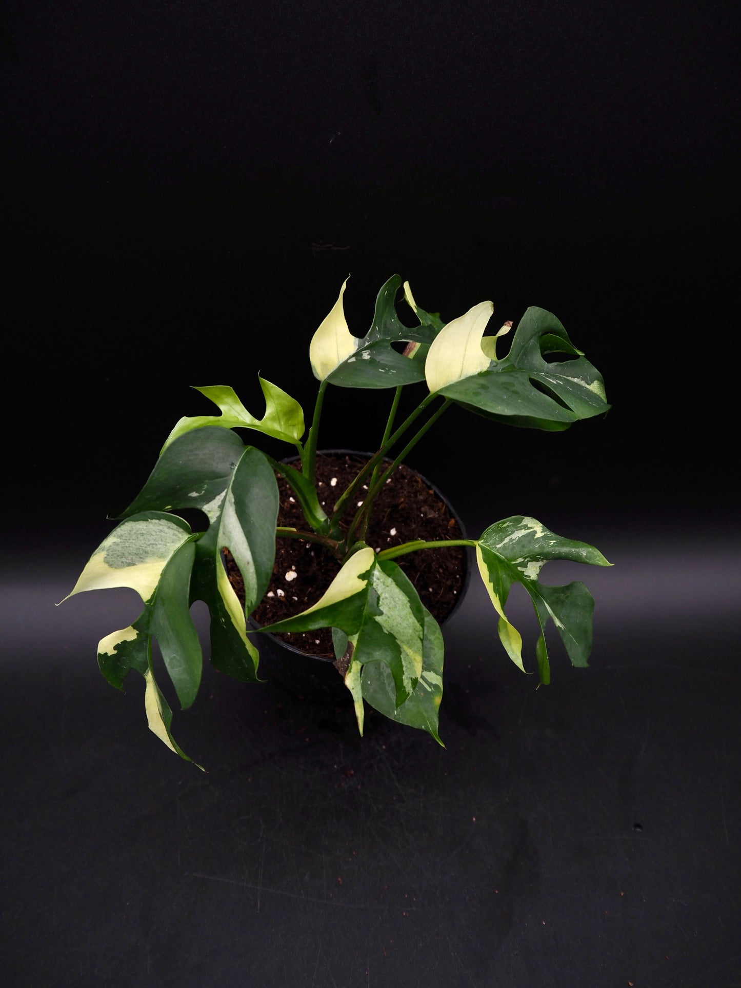 Rhaphidophora Tetrasperma Variegata