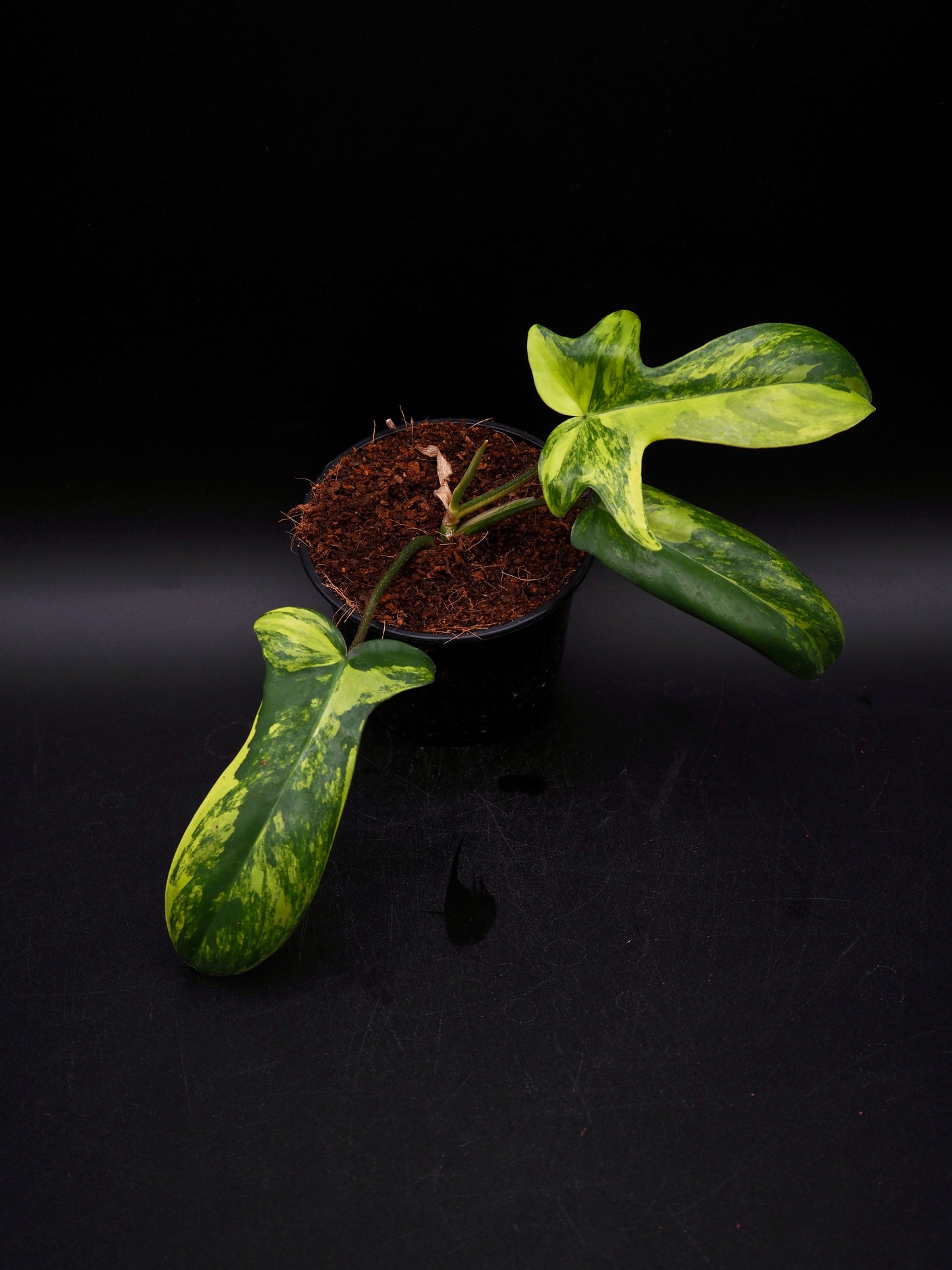 Philodendron Florida Beauty