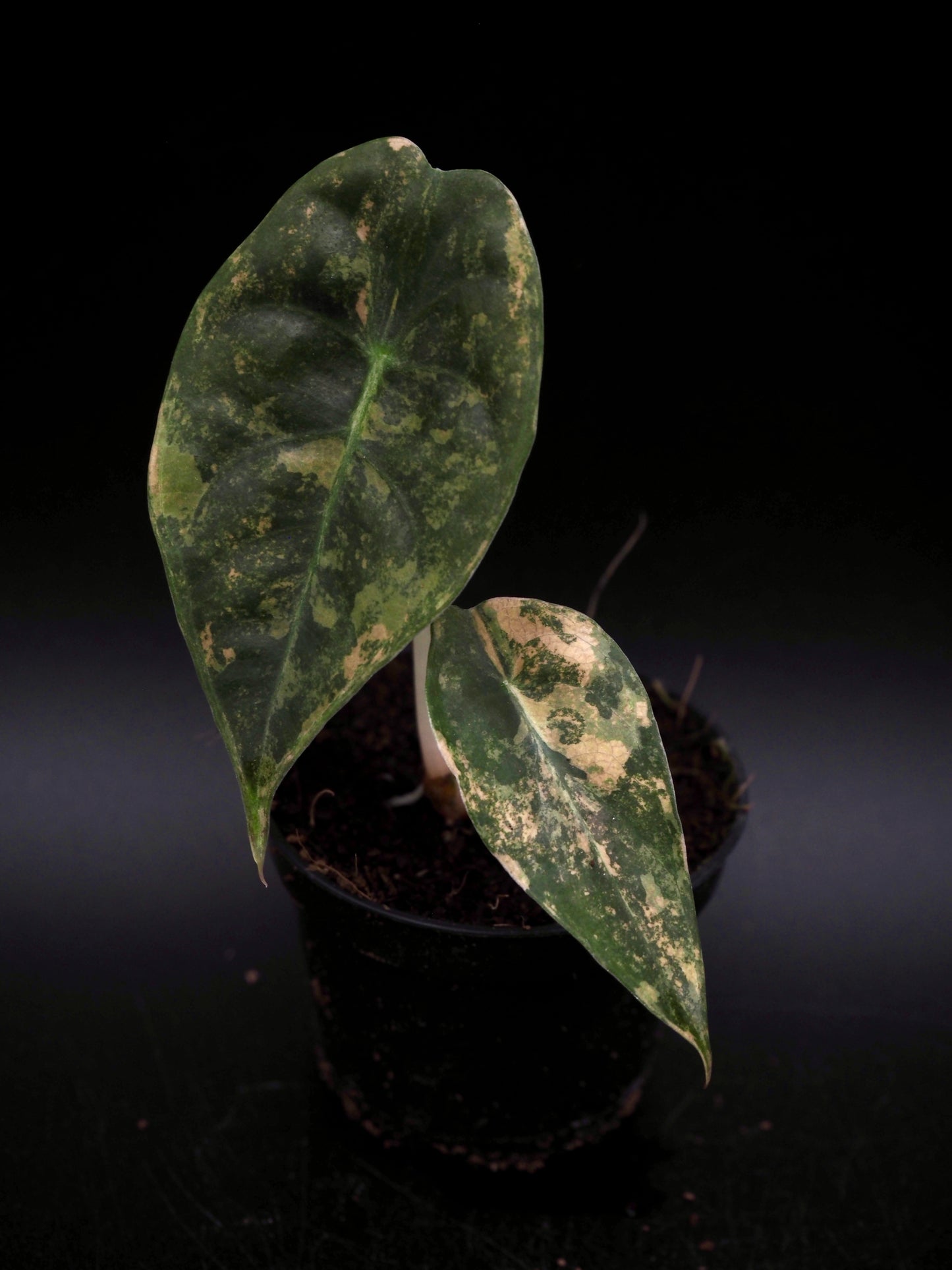 Alocasia Sedenii Aurea