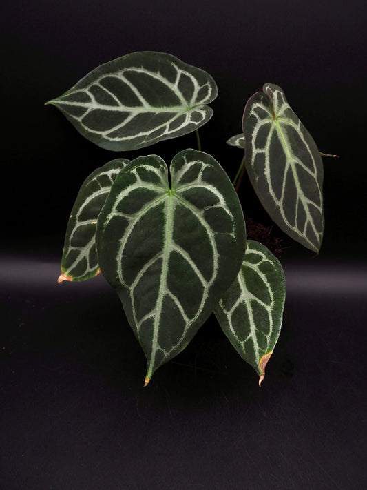 Anthurium Greige x Docblockf2 x self
