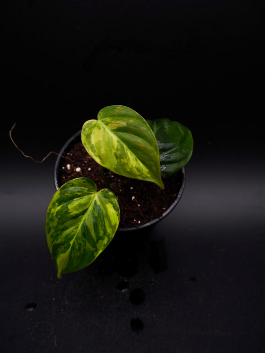 Philodendron Micans Variegata