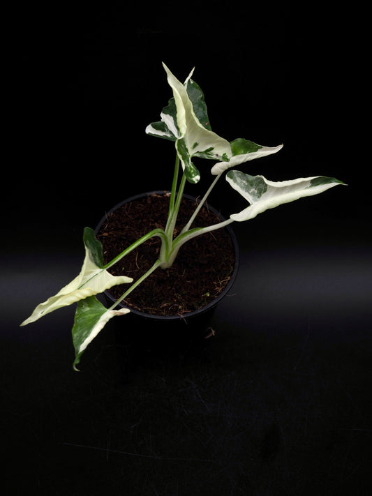 Alocasia Triangularis Albo