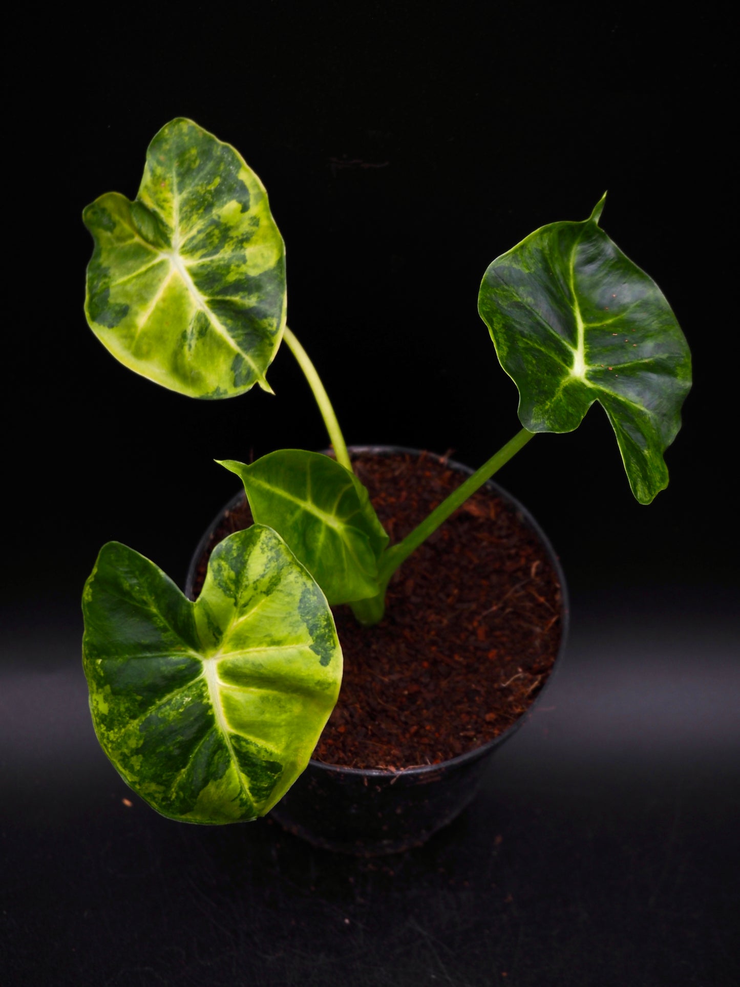 Alocasia Frydek Dorayaki