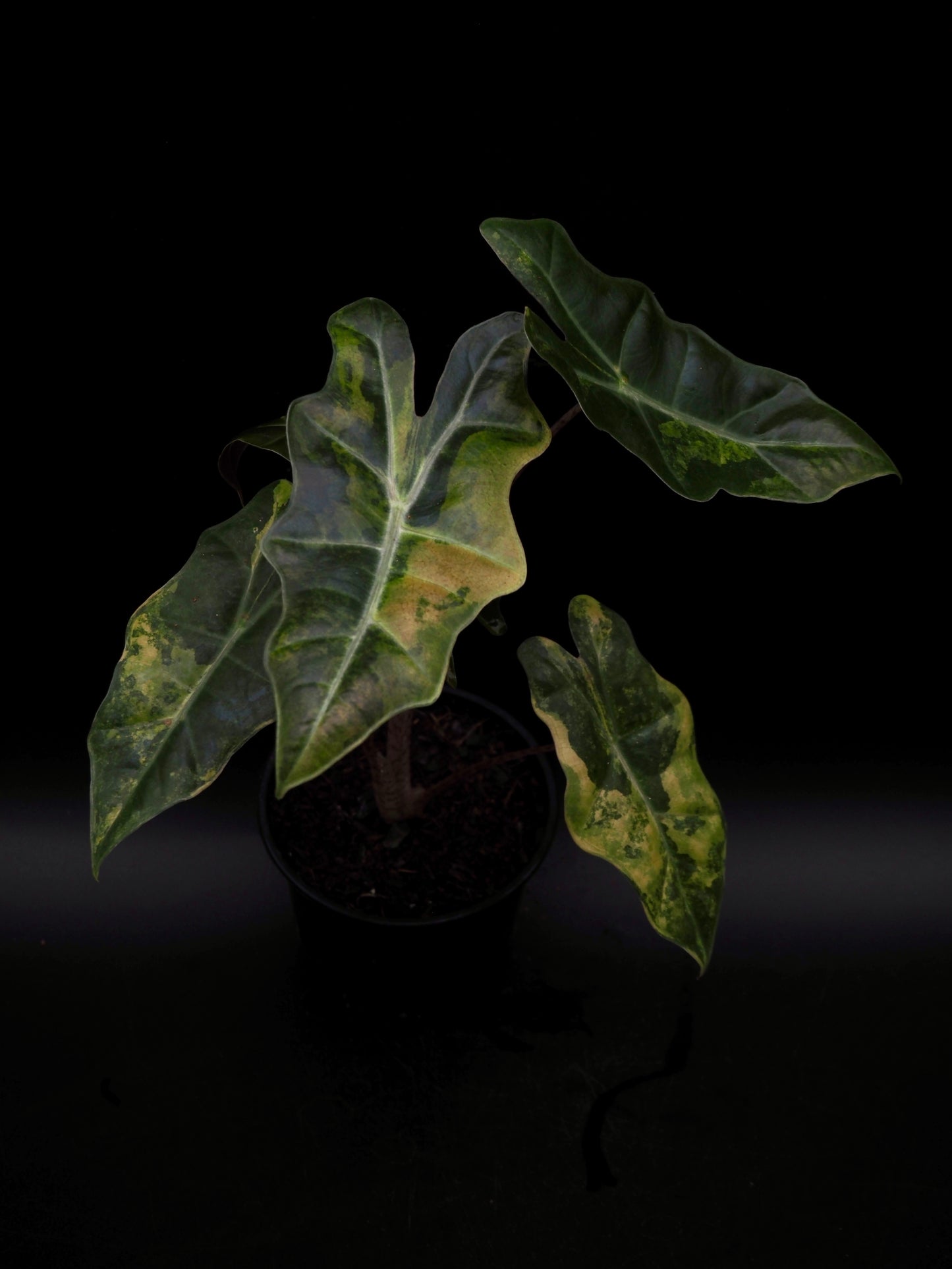Alocasia Pseudo Sanderian Aurea Variegata