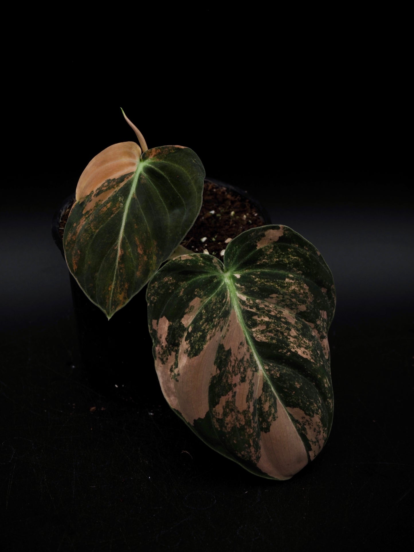 Philodendron Melanochrysum Bonfire