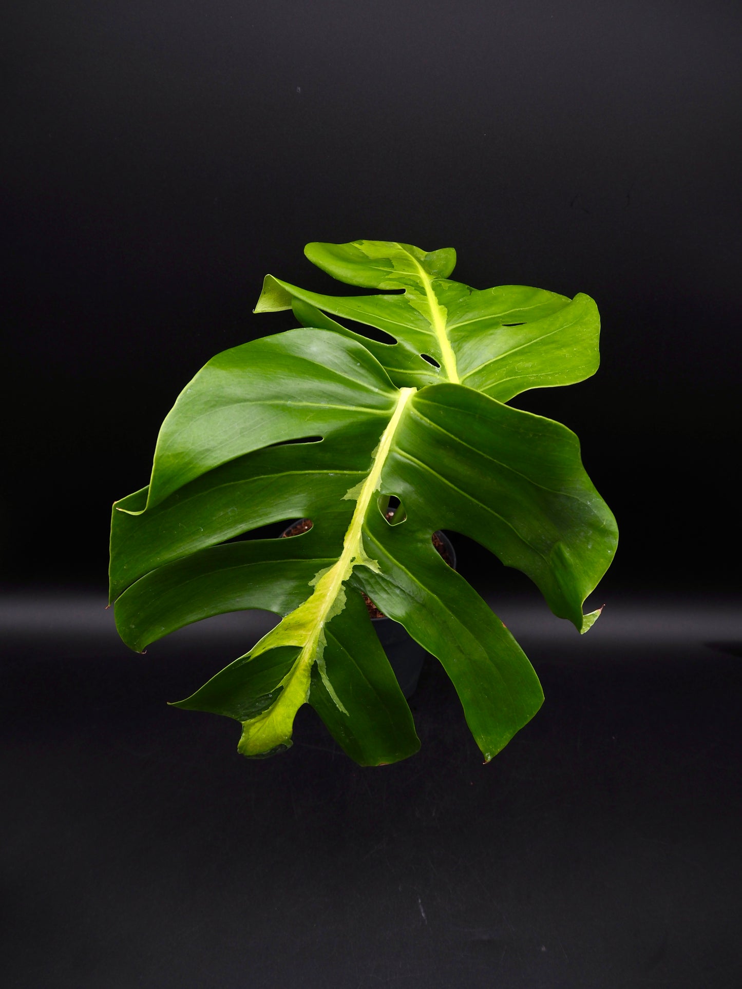 Monstera White Lava