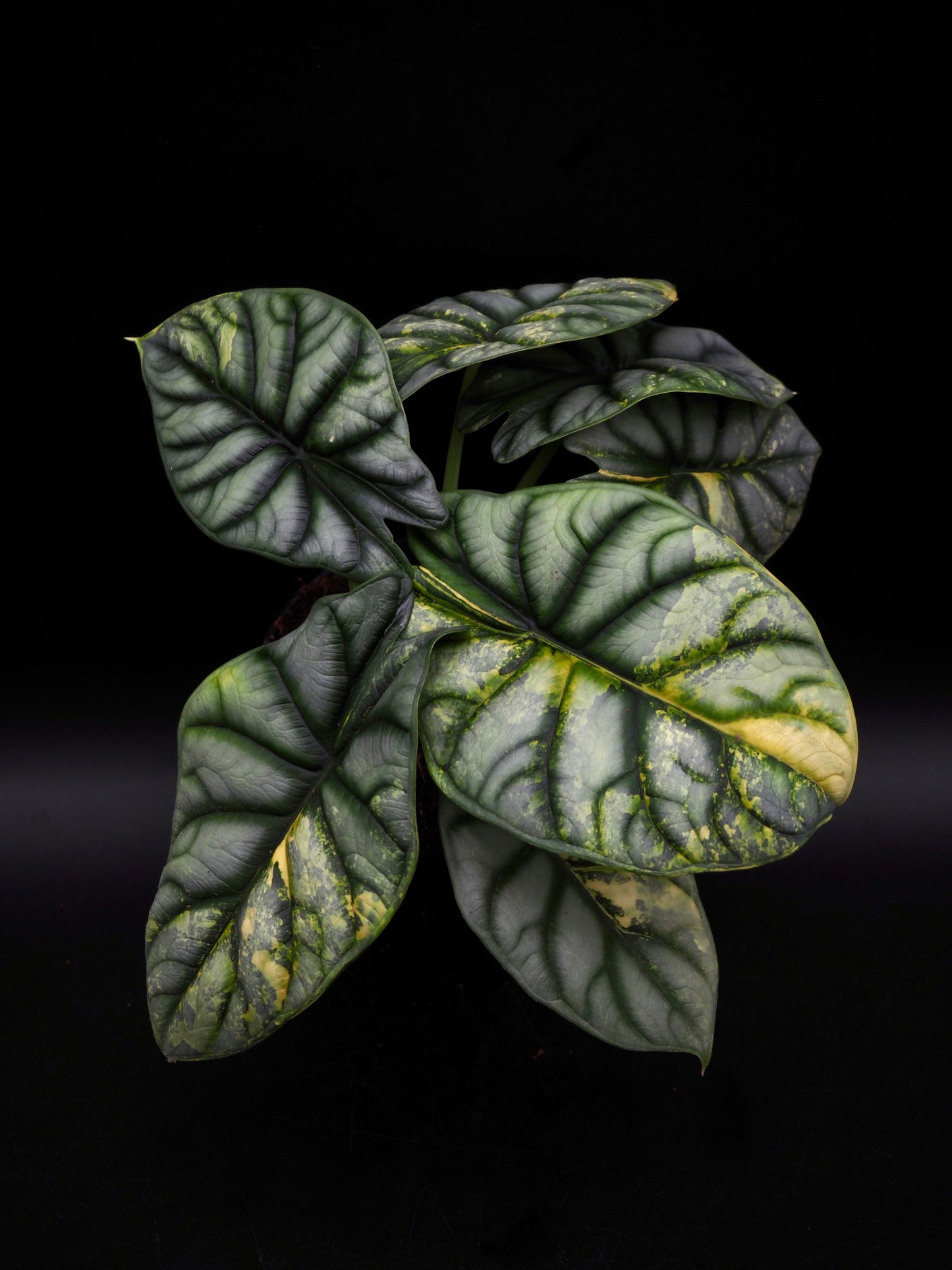 Alocasia Silver Dragon Aurea