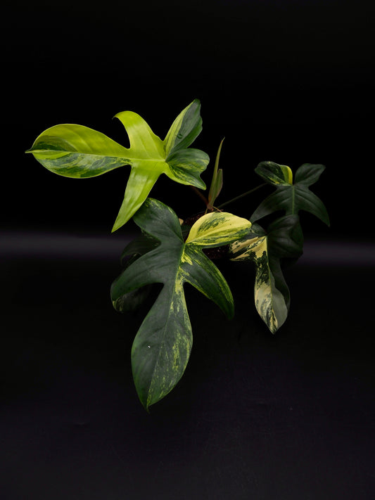 Philodendron Florida Beauty