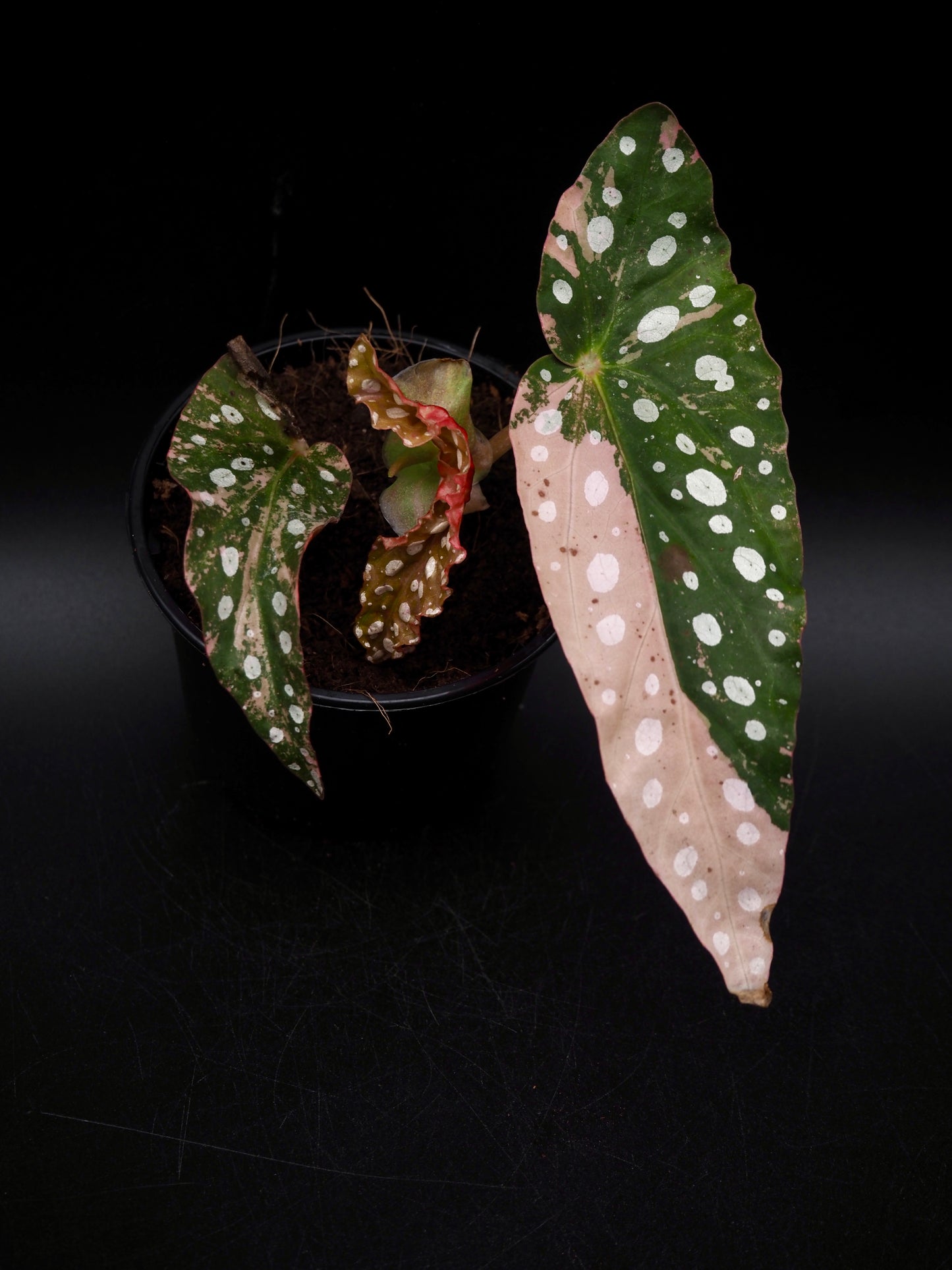 Begonia Maculata Pink Variegata