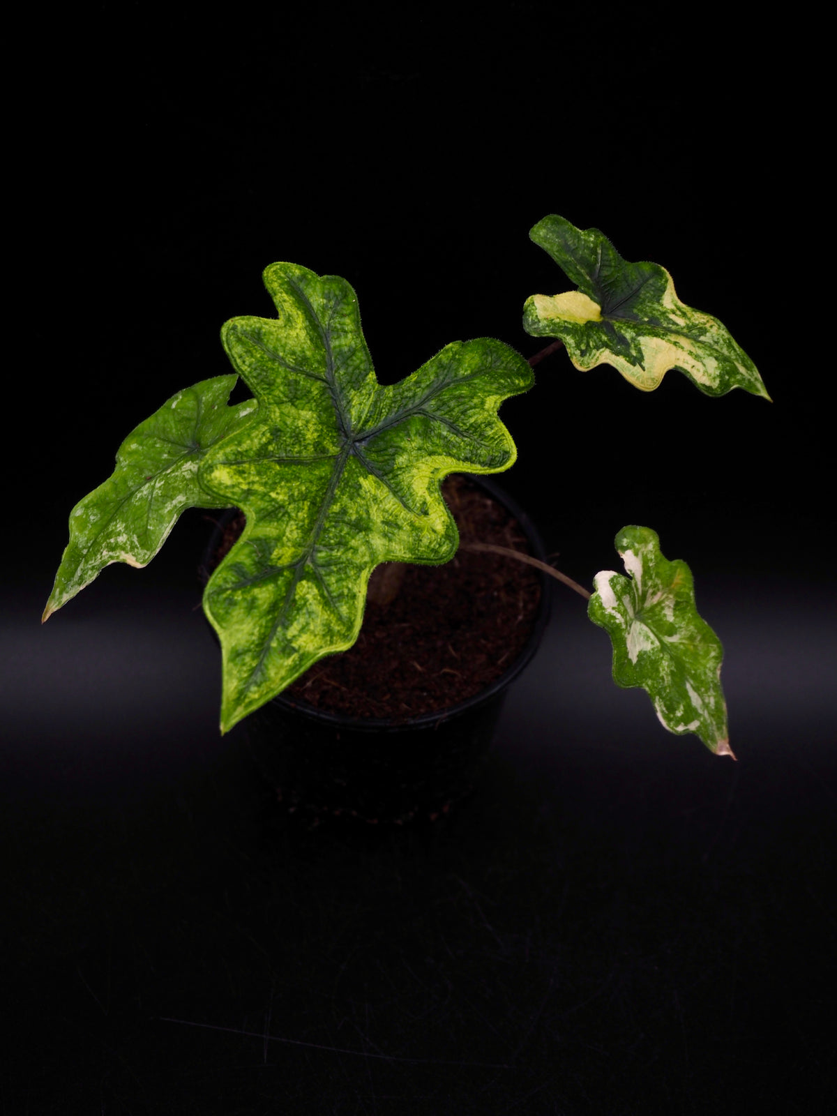 Alocasia Jacklyn Aurea Variegata