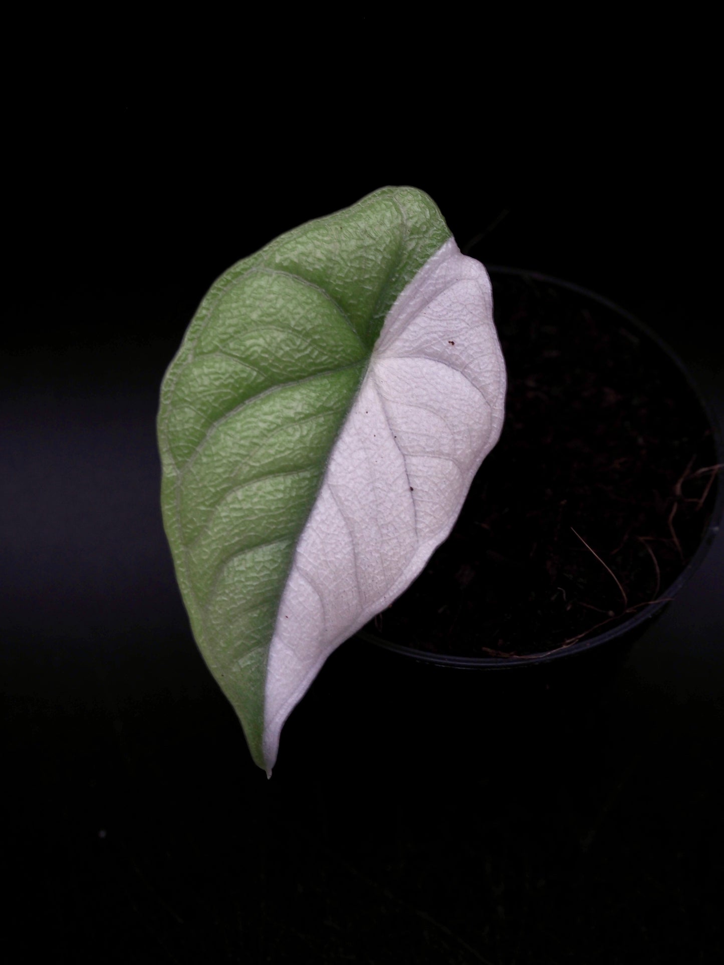 Alocasia Melo Albo
