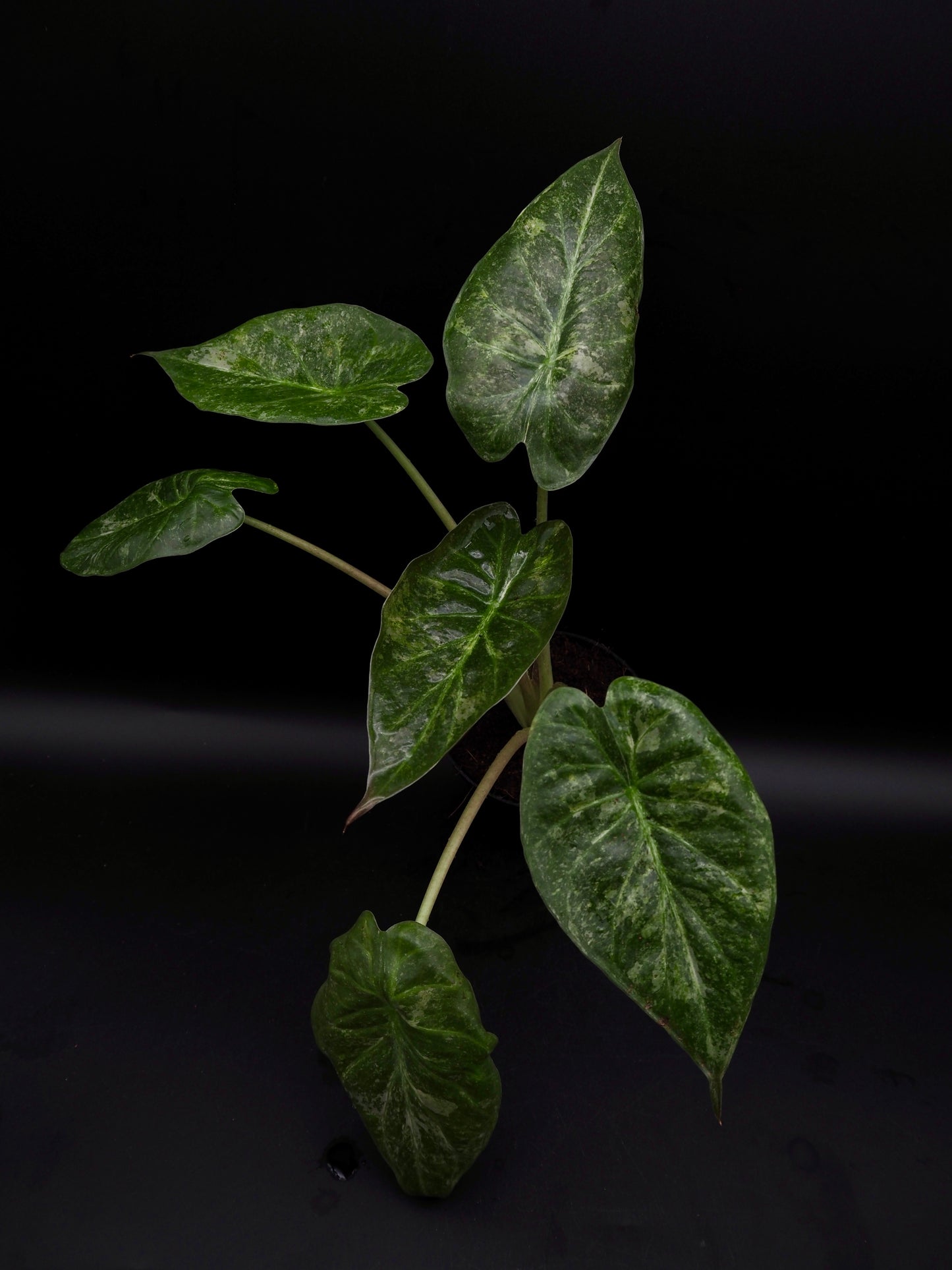 Alocasia Wentii Pink Freckles