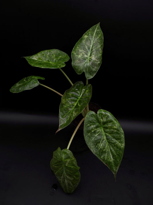 Alocasia Wentii Pink Freckles