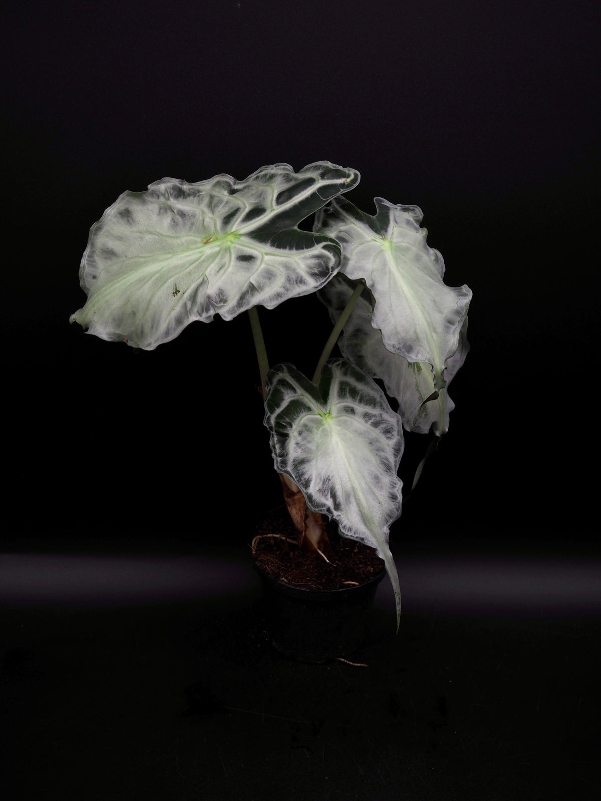Alocasia Venom XL